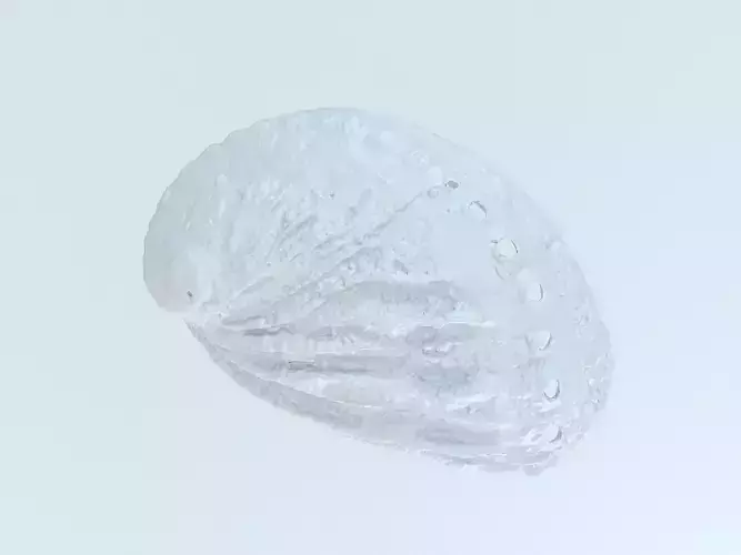 Shell Haliotis tuberculata lamellosa 3D model