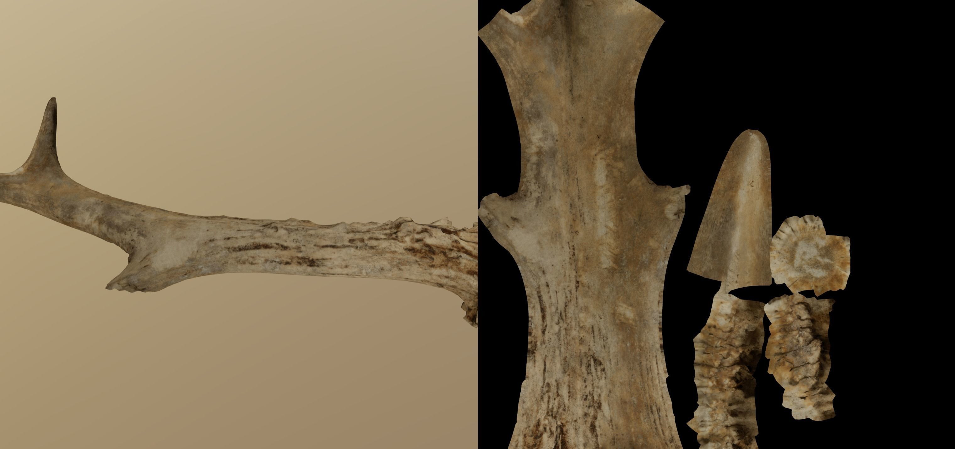 Wild and used deer antler Low-poly 3D model_12