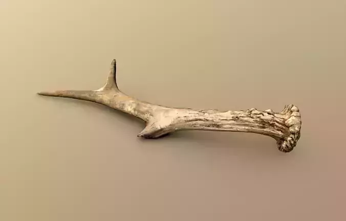 Wild and used deer antler Low-poly 3D model