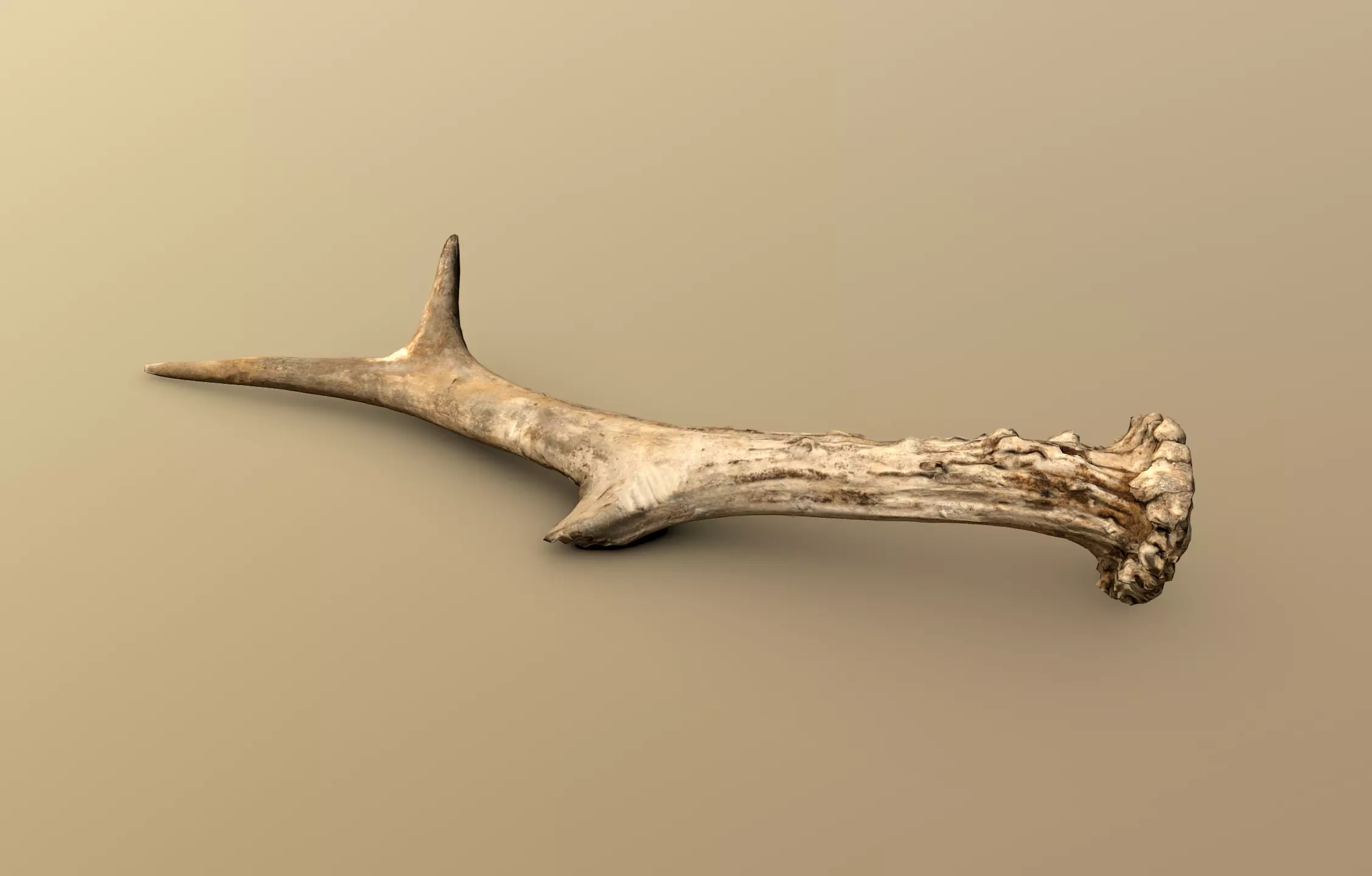 Wild and used deer antler Low-poly 3D model_0
