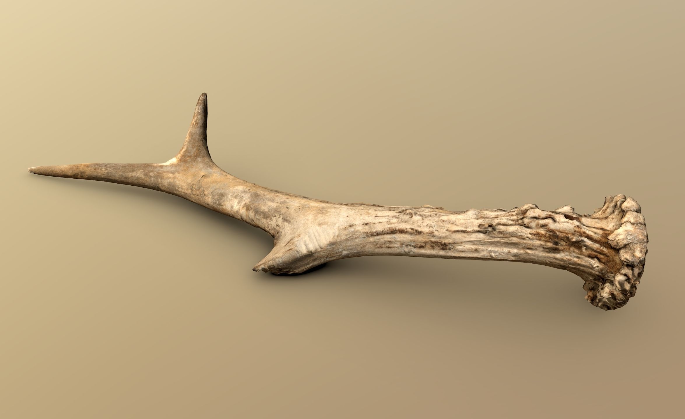 Wild and used deer antler Low-poly 3D model_4