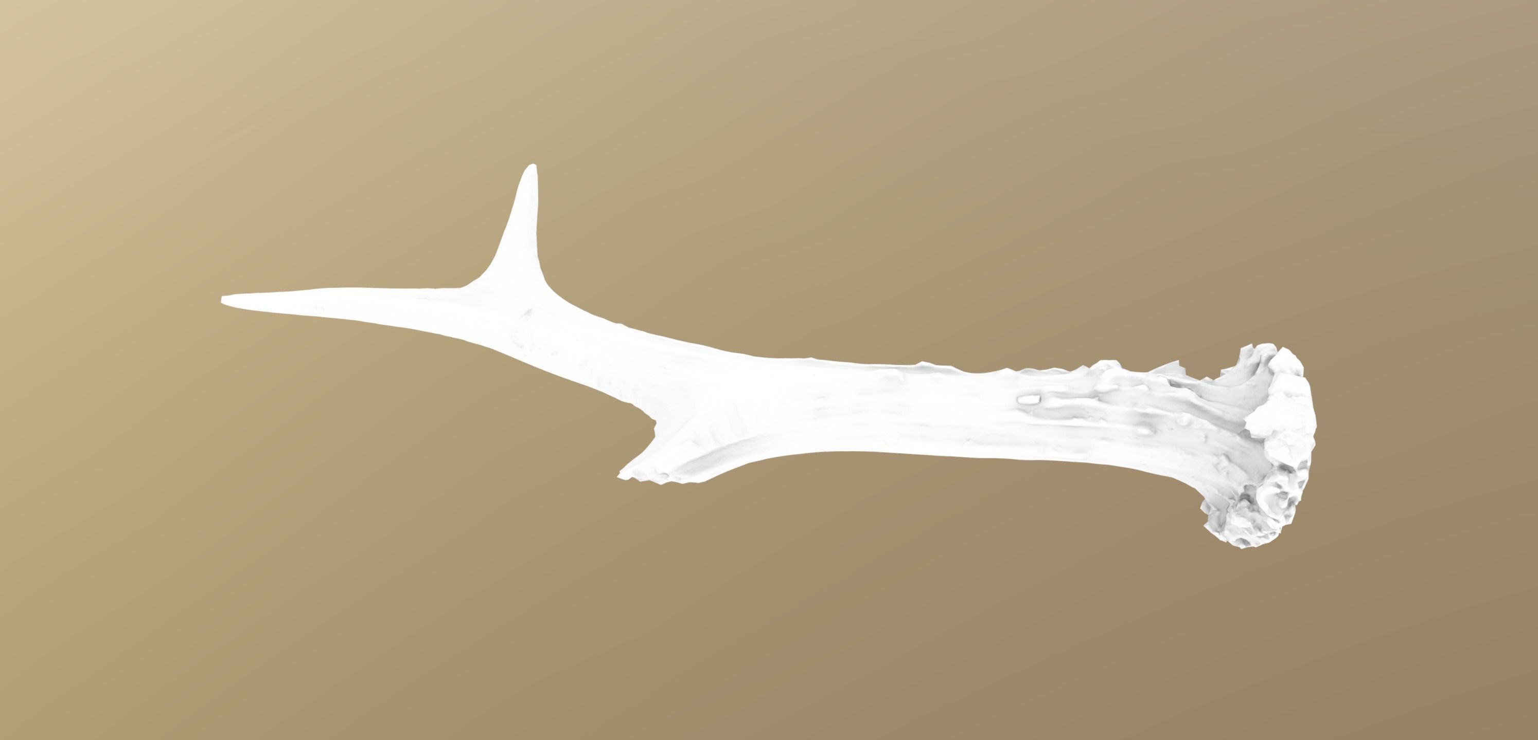 Wild and used deer antler Low-poly 3D model_6