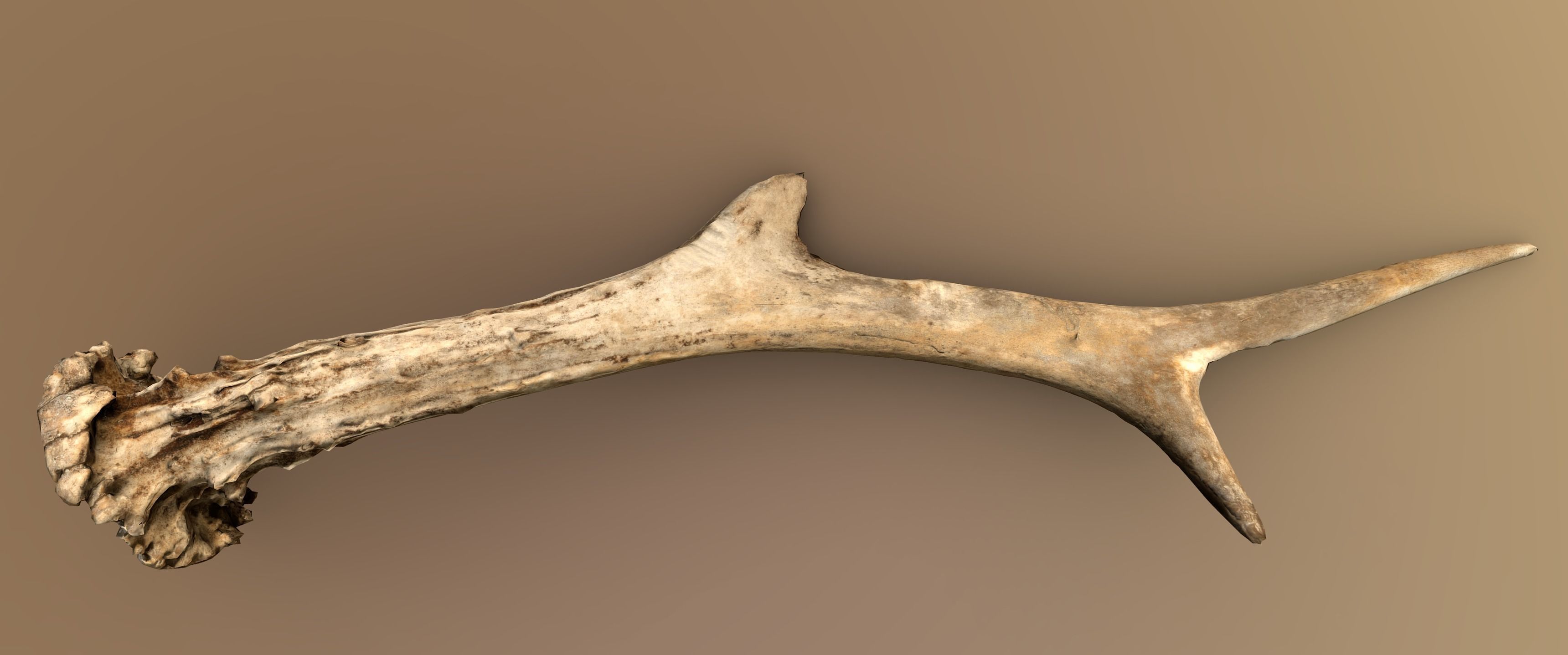 Wild and used deer antler Low-poly 3D model_2