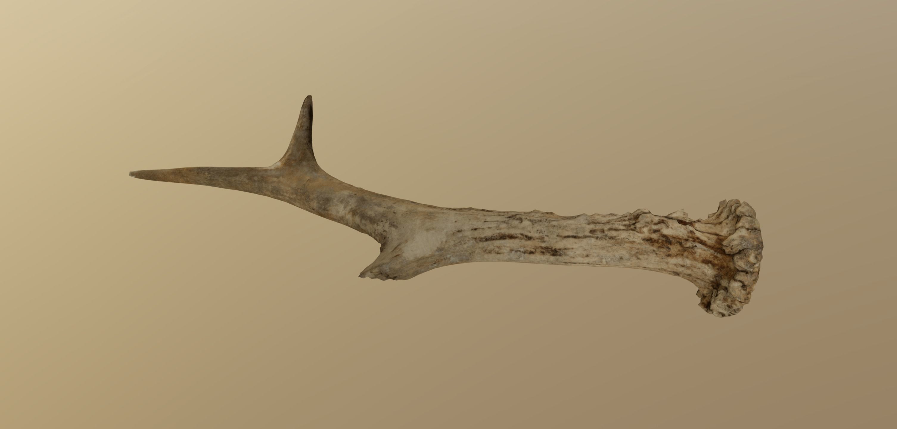 Wild and used deer antler Low-poly 3D model_8