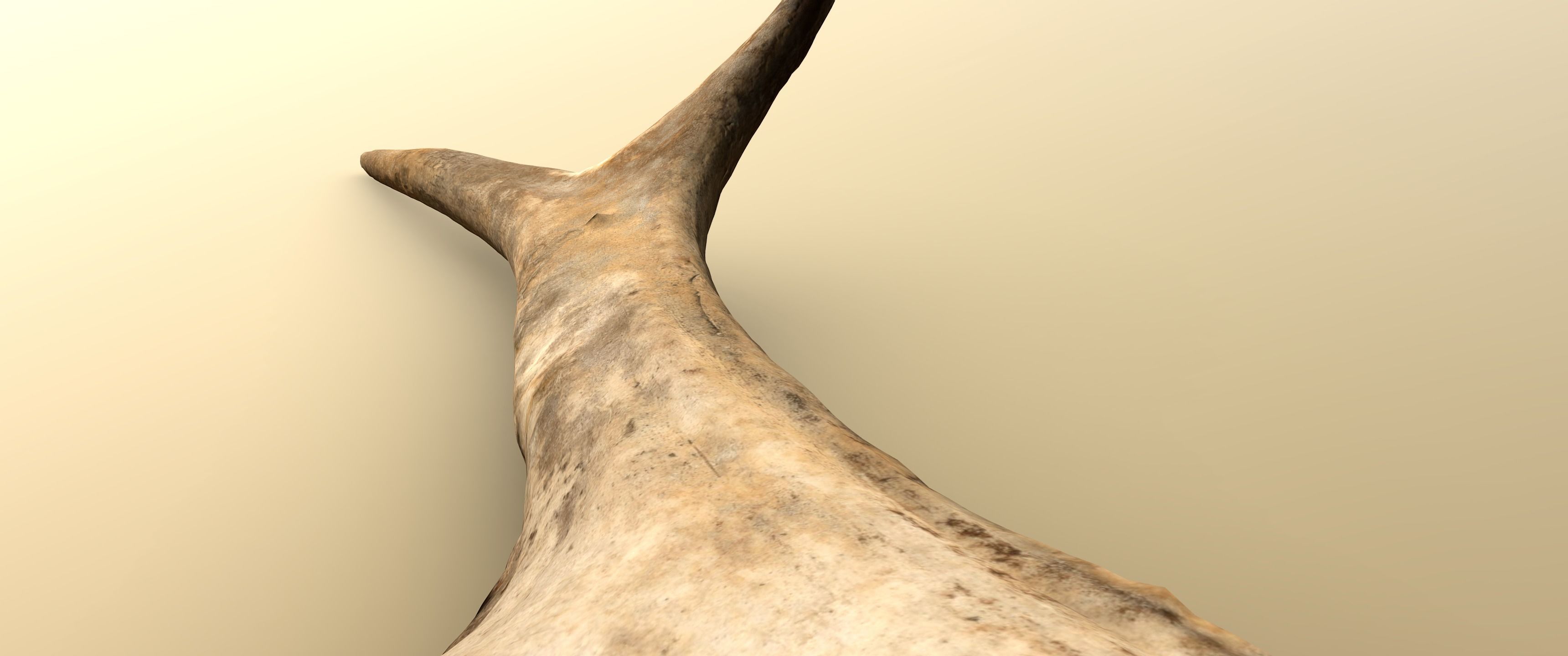 Wild and used deer antler Low-poly 3D model_3