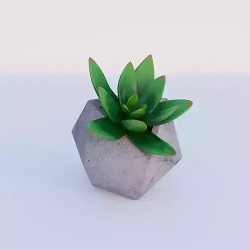 Concrete potted succulent
