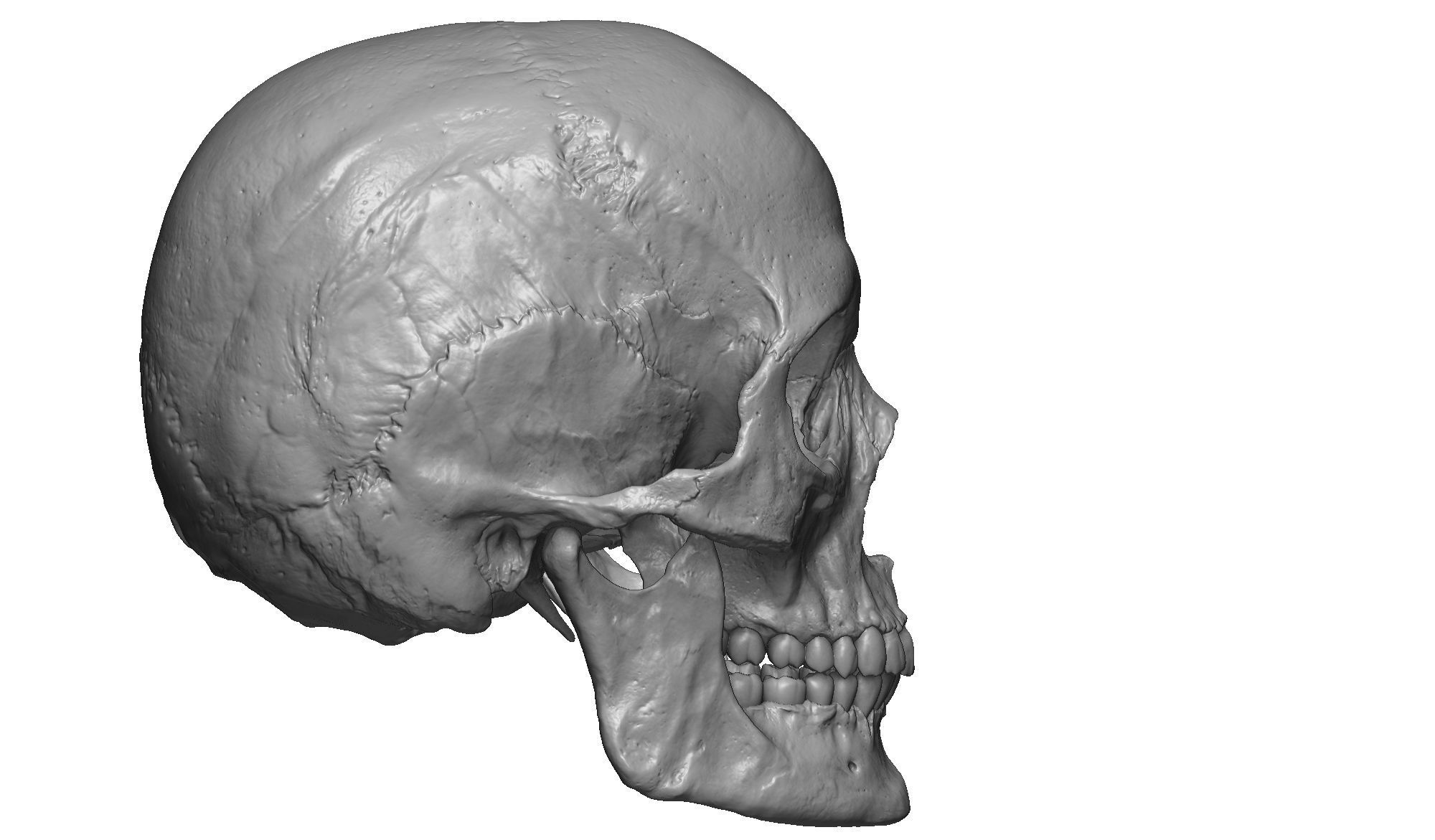 Female human skull- realistic 3d print model- 3 versions set 3D print model_7