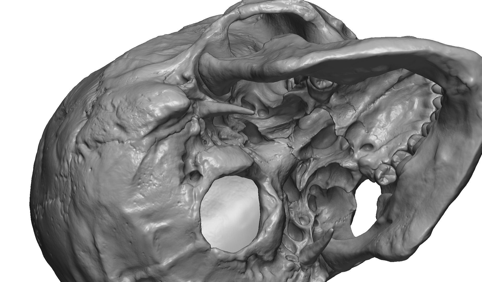 Female human skull- realistic 3d print model- 3 versions set 3D print model_18