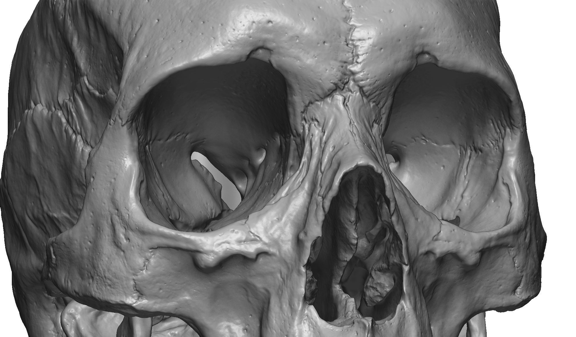 Female human skull- realistic 3d print model- 3 versions set 3D print model_11