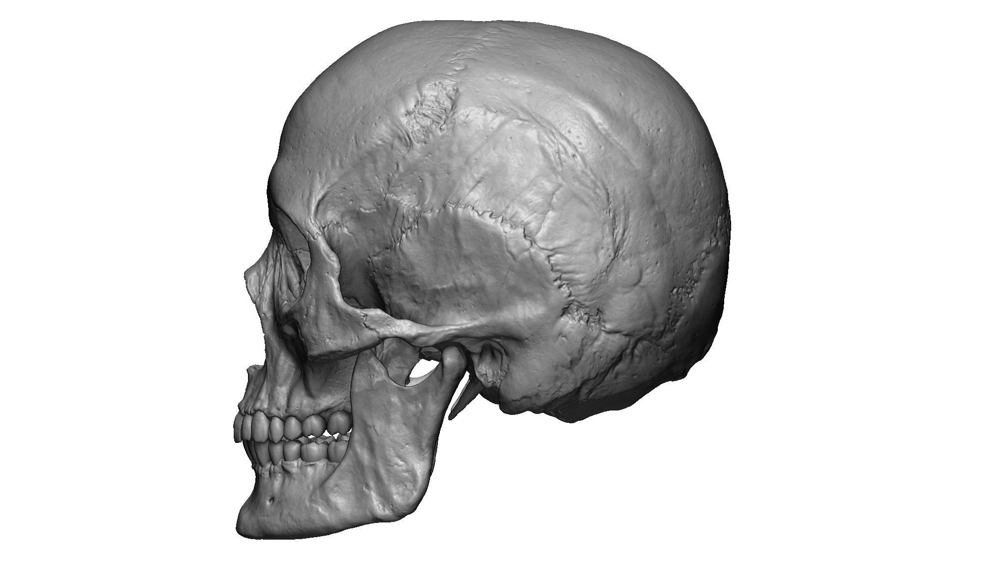 Female human skull- realistic 3d print model- 3 versions set 3D print model_6