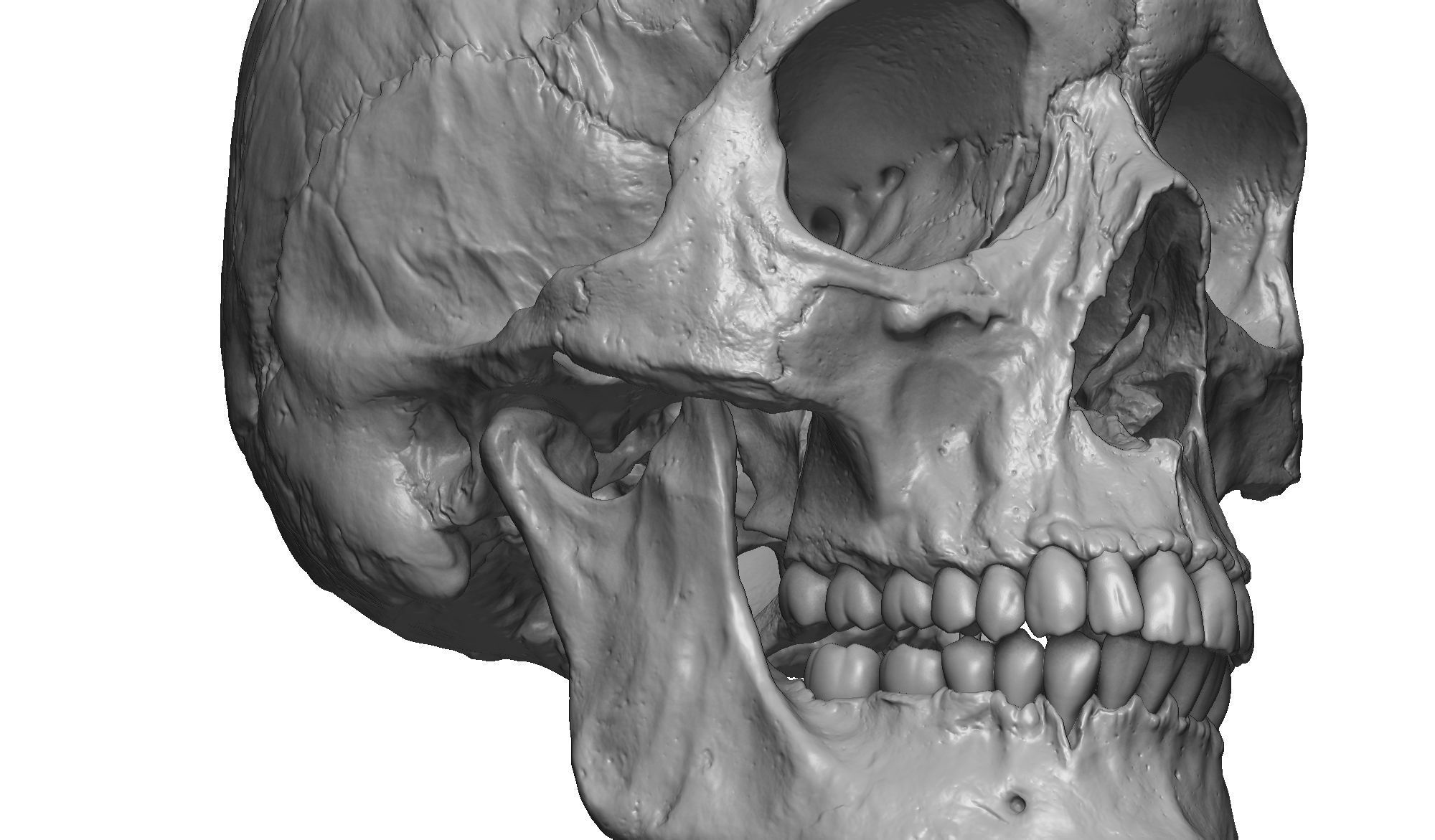 Female human skull- realistic 3d print model- 3 versions set 3D print model_10