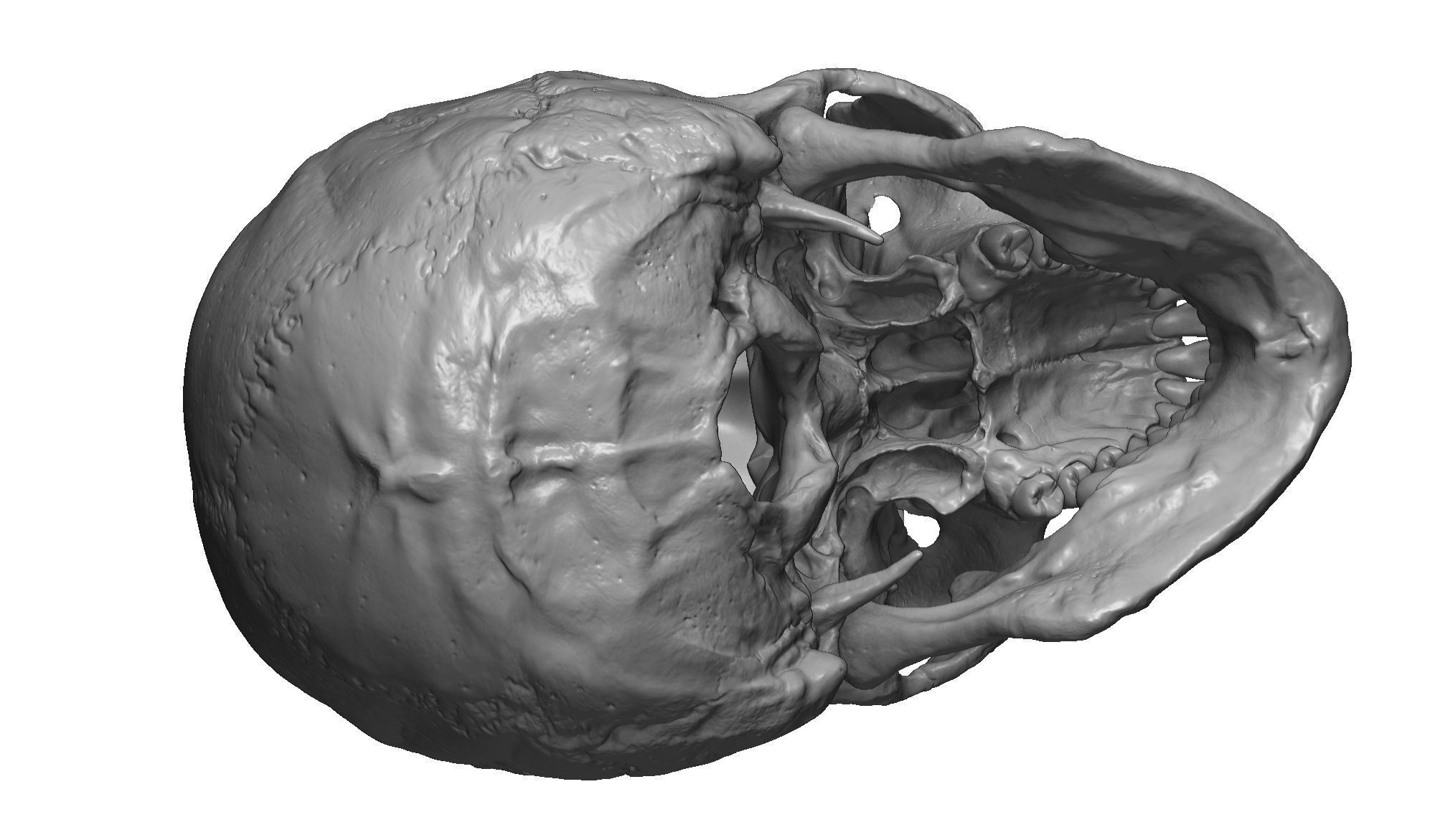 Female human skull- realistic 3d print model- 3 versions set 3D print model_17