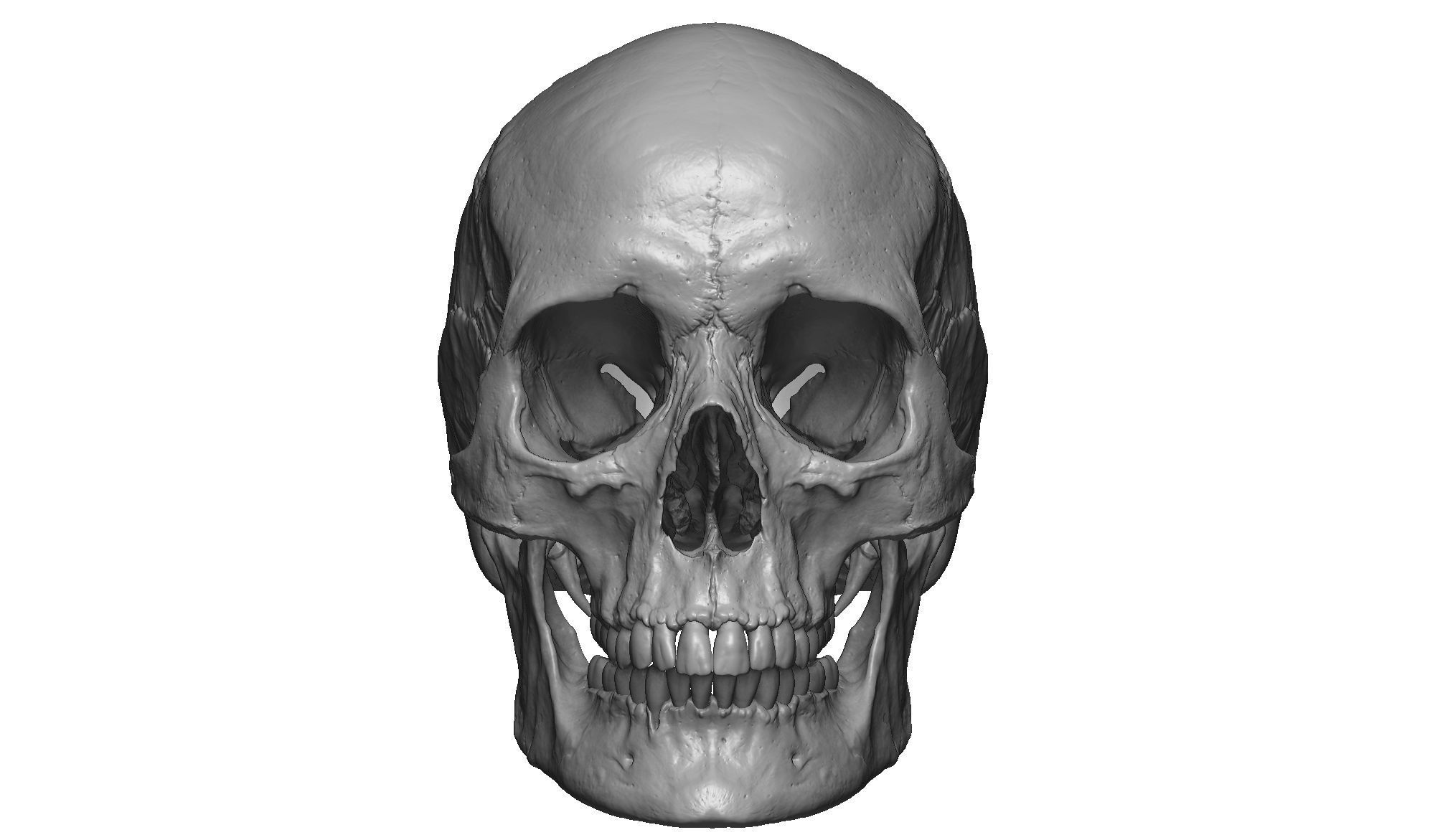 Female human skull- realistic 3d print model- 3 versions set 3D print model_5