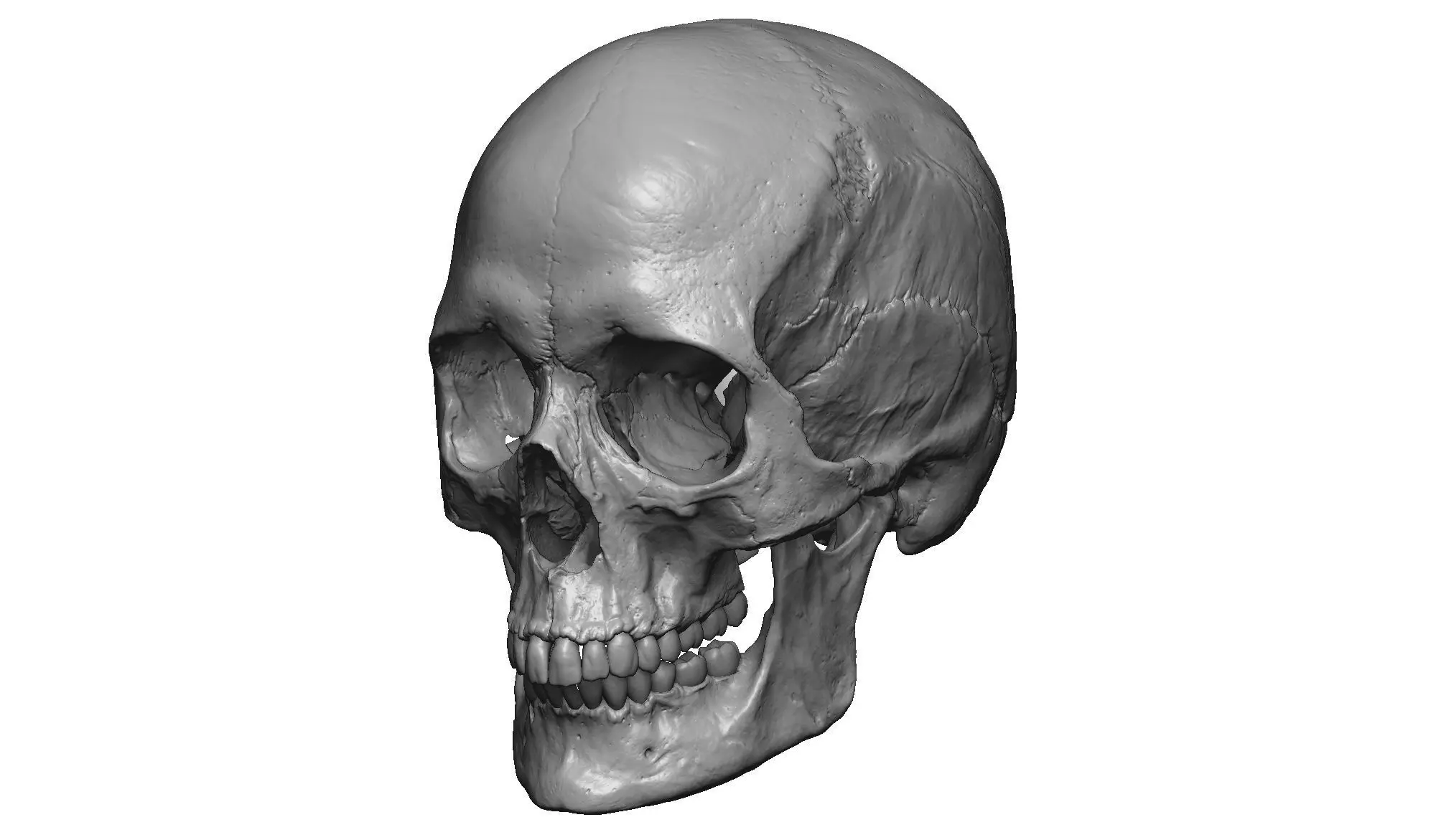 Female human skull- realistic 3d print model- 3 versions set 3D print model_0