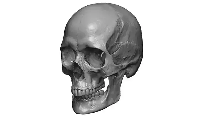 Female human skull- realistic 3d print model- 3 versions set 3D print model