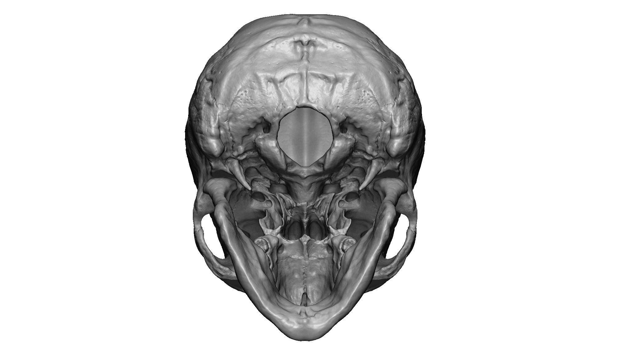 Female human skull- realistic 3d print model- 3 versions set 3D print model_9