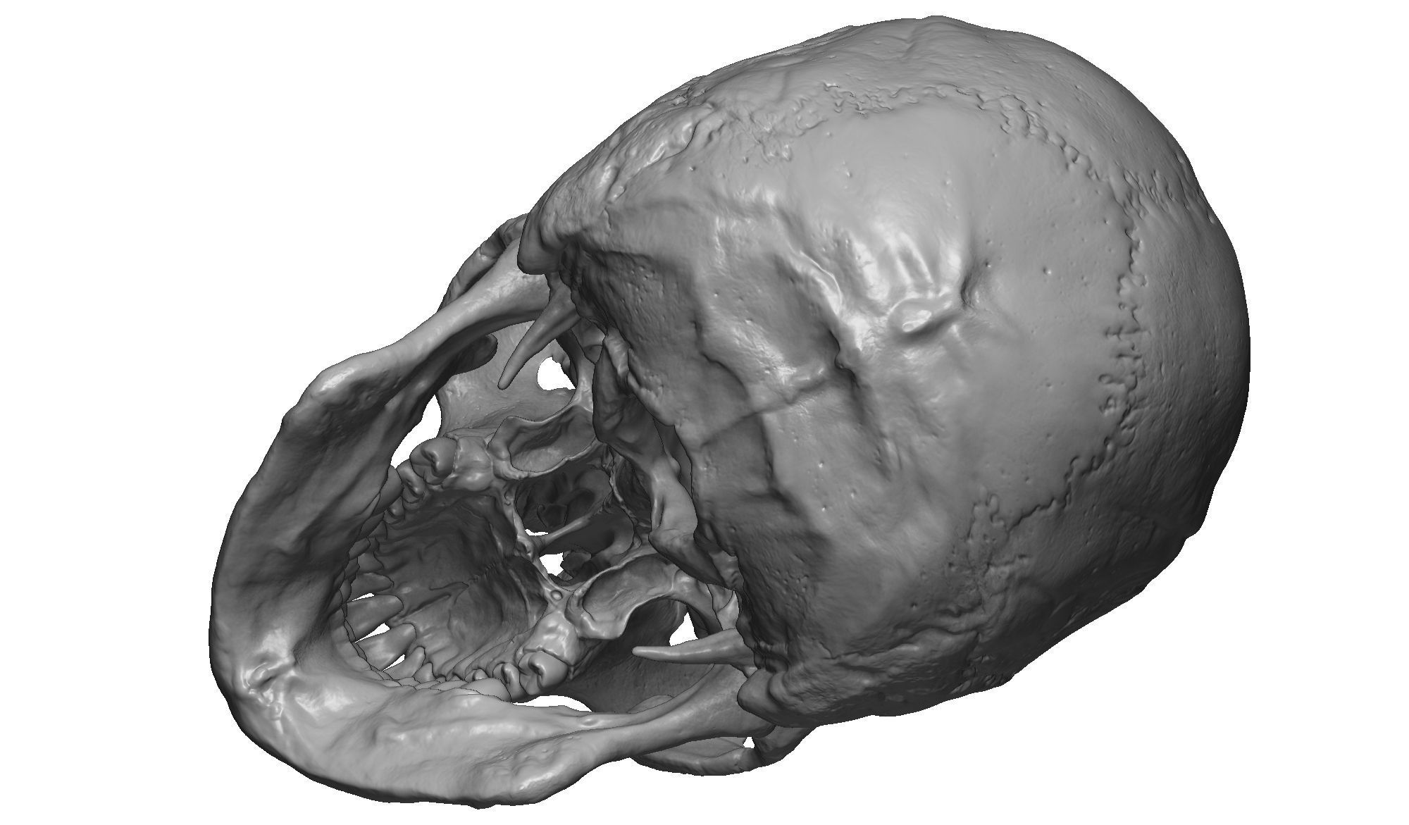 Female human skull- realistic 3d print model- 3 versions set 3D print model_3
