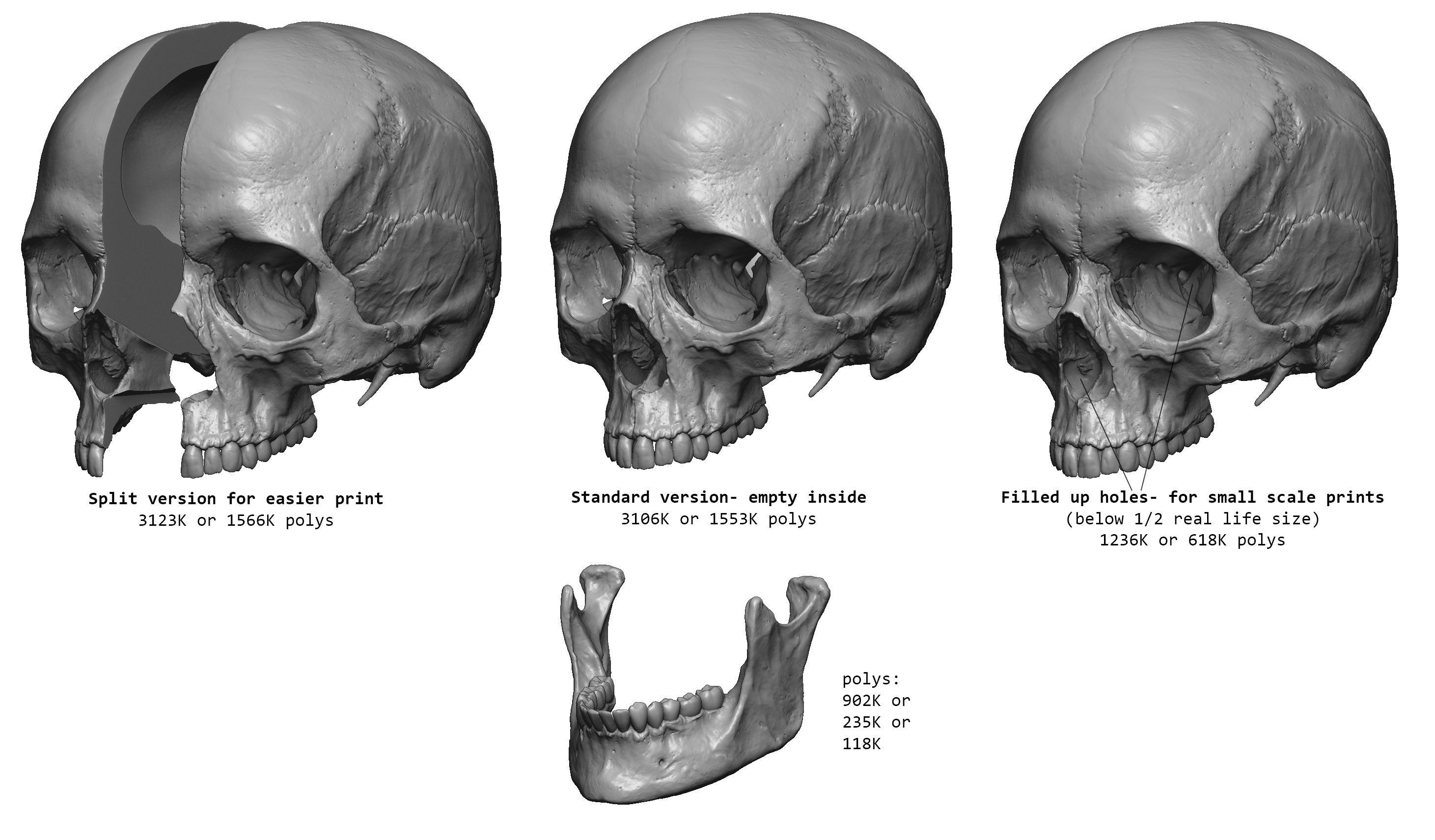 Female human skull- realistic 3d print model- 3 versions set 3D print model_1