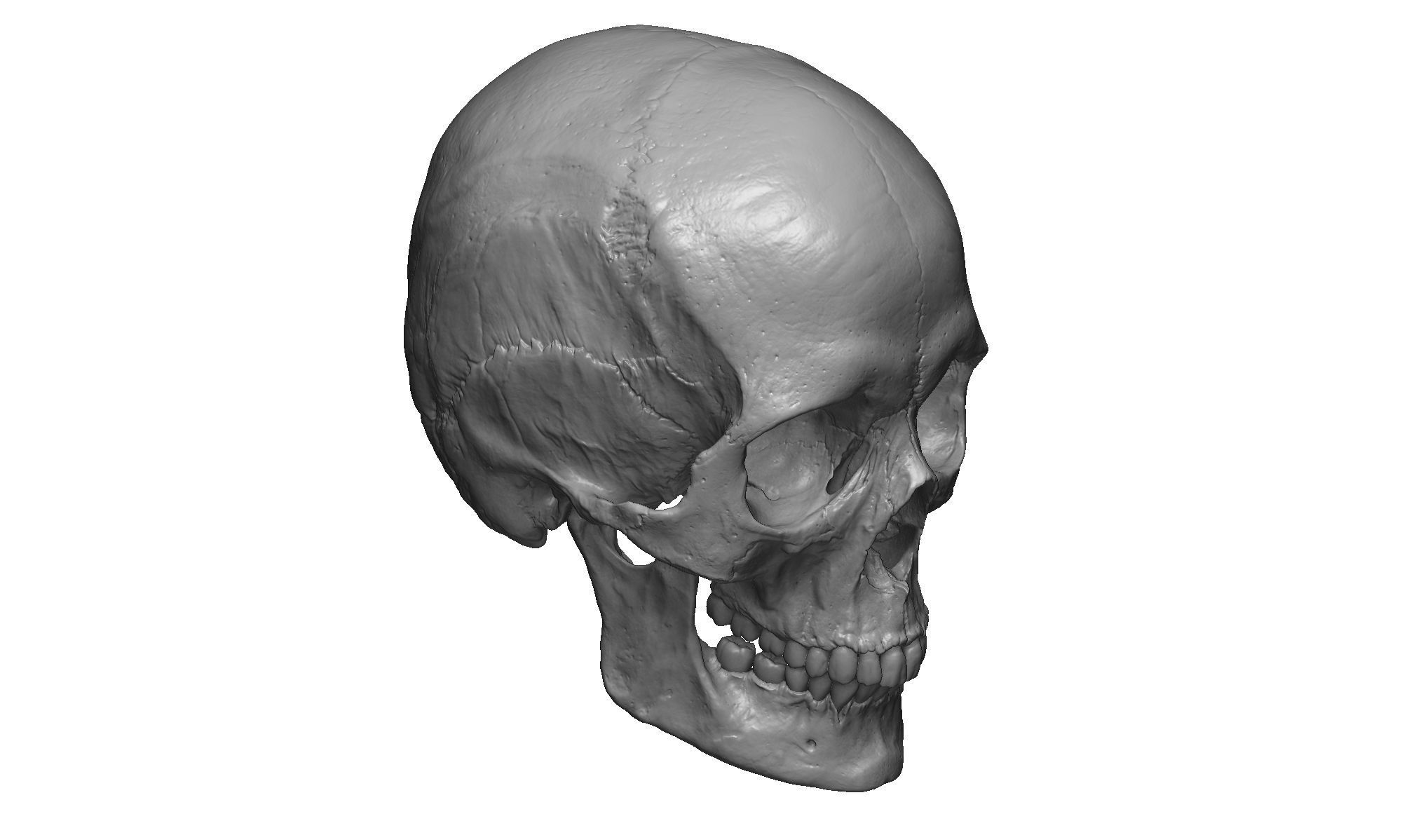 Female human skull- realistic 3d print model- 3 versions set 3D print model_2