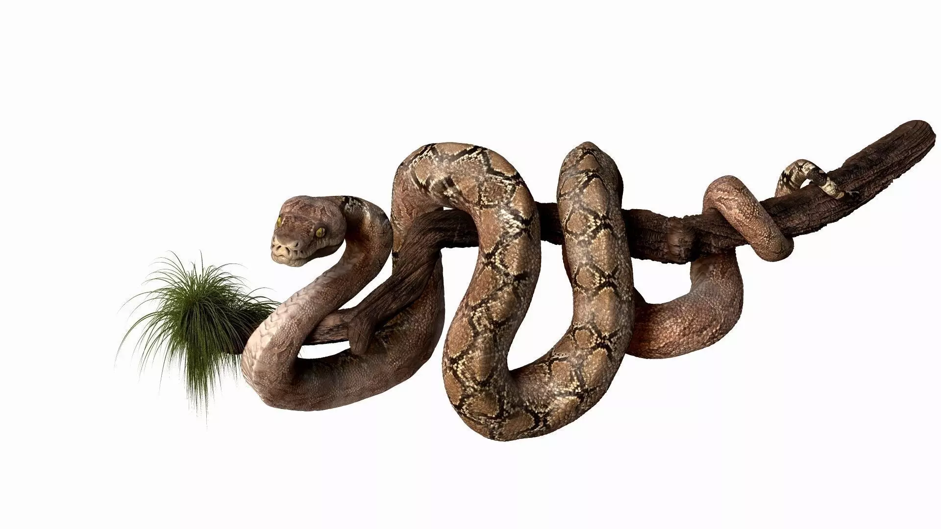 Anakonda Snake High Poly 3D model_0