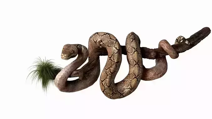 Anakonda Snake  High Poly 3D model