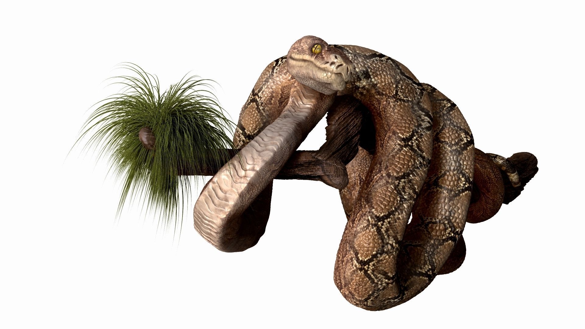 Anakonda Snake High Poly 3D model_3