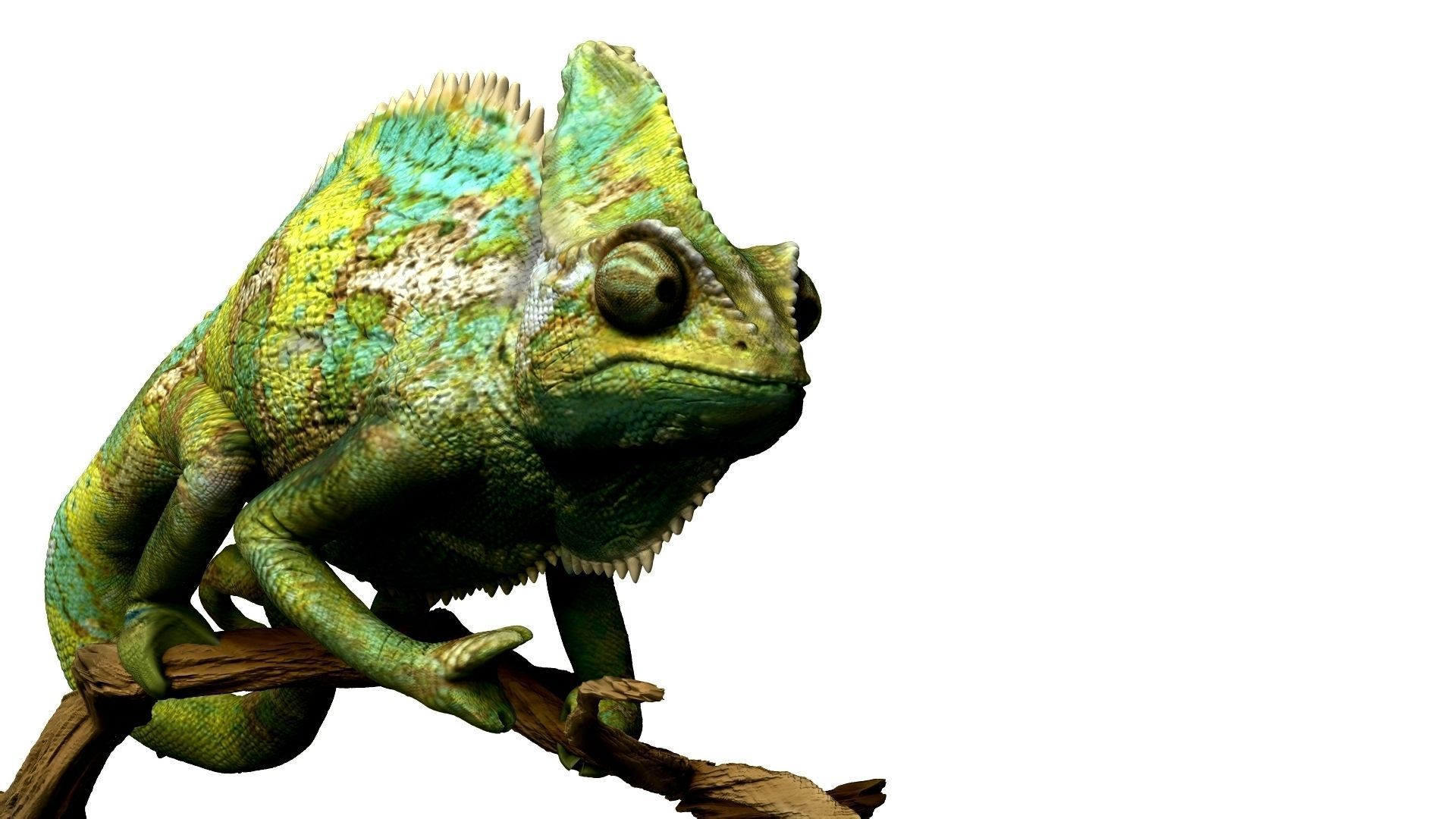 Chameleon Realistic High Poly 3D model_9