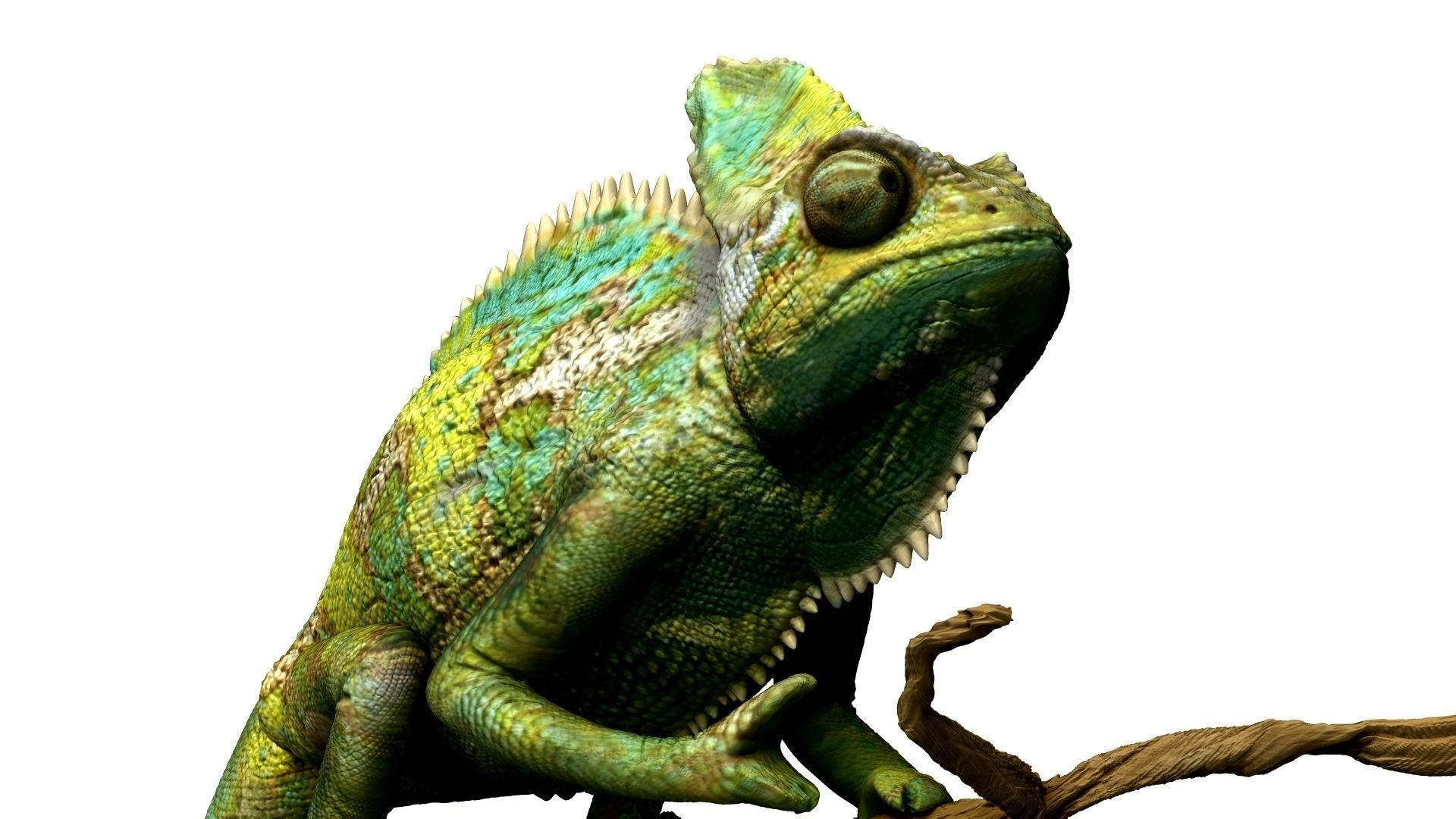 Chameleon Realistic High Poly 3D model_11
