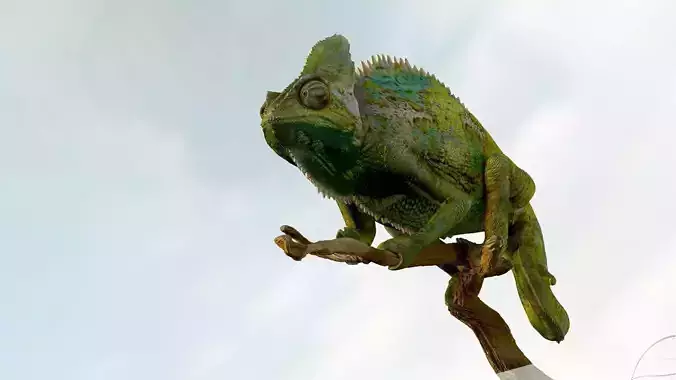 Chameleon Realistic High Poly 3D model