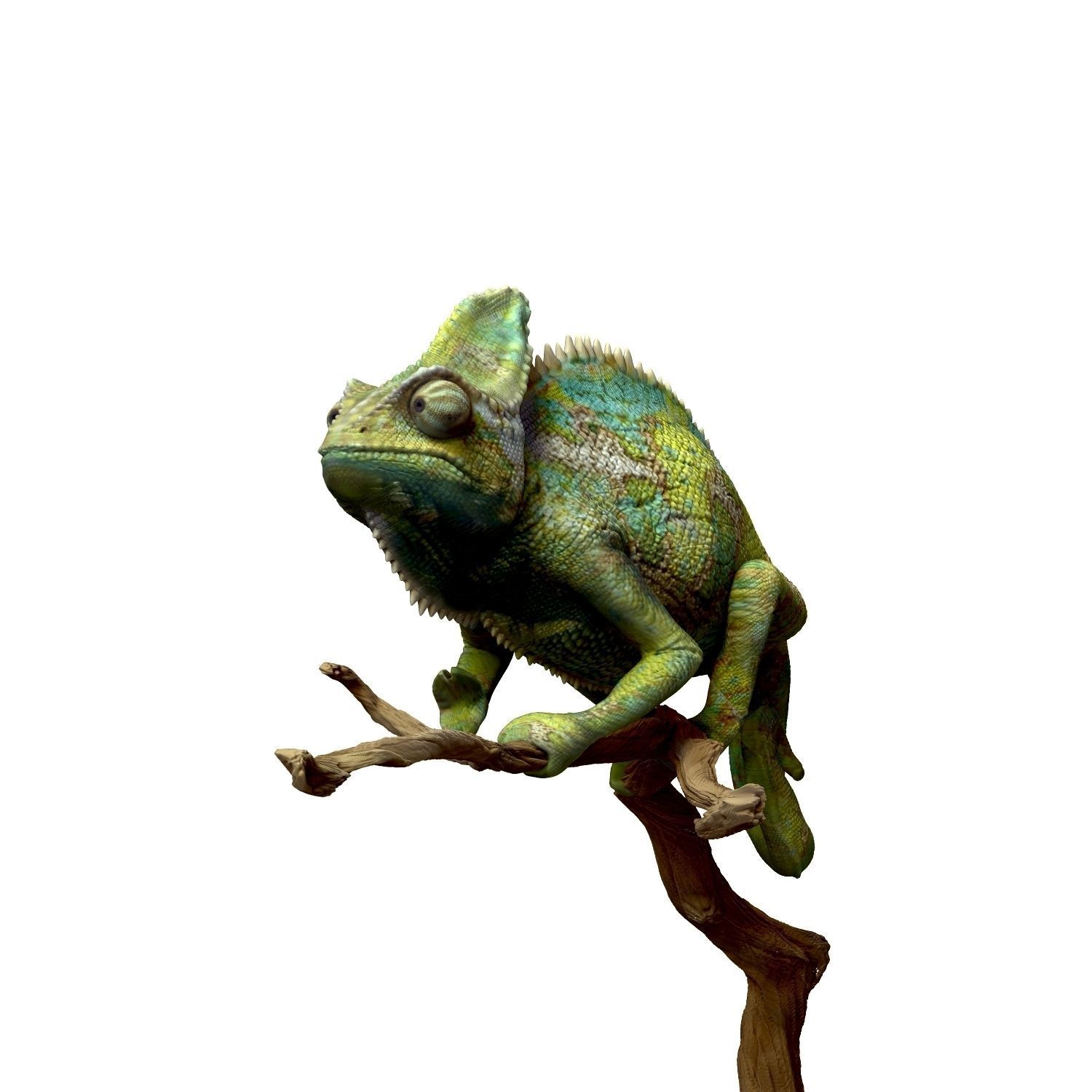 Chameleon Realistic High Poly 3D model_6