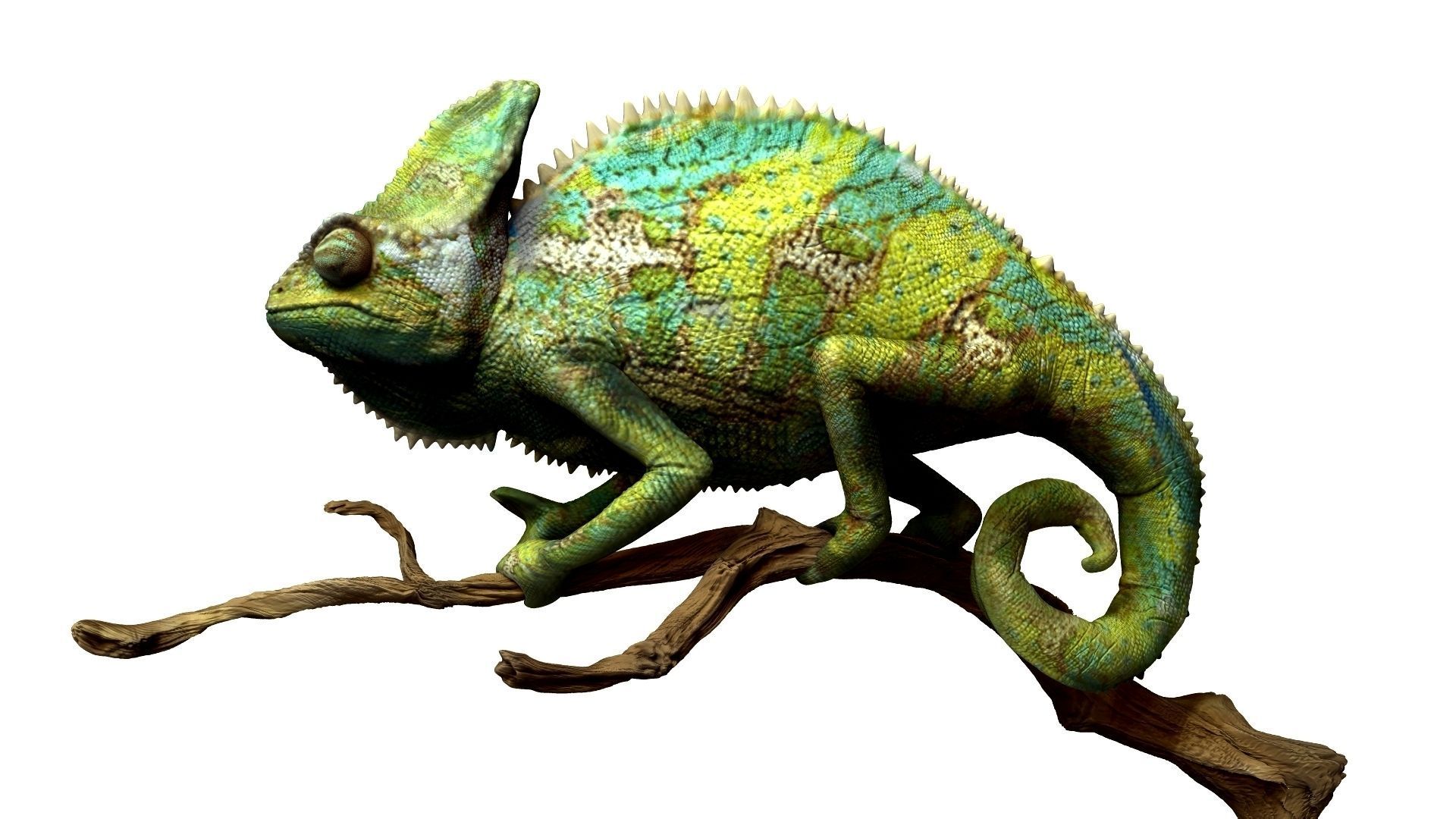 Chameleon Realistic High Poly 3D model_10