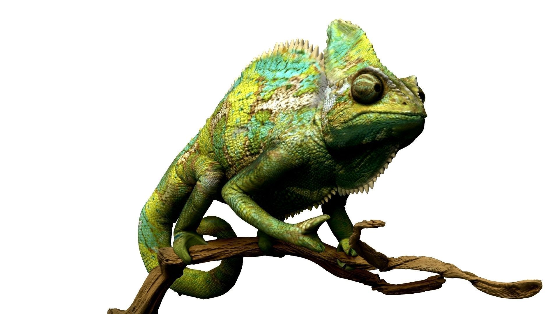 Chameleon Realistic High Poly 3D model_8