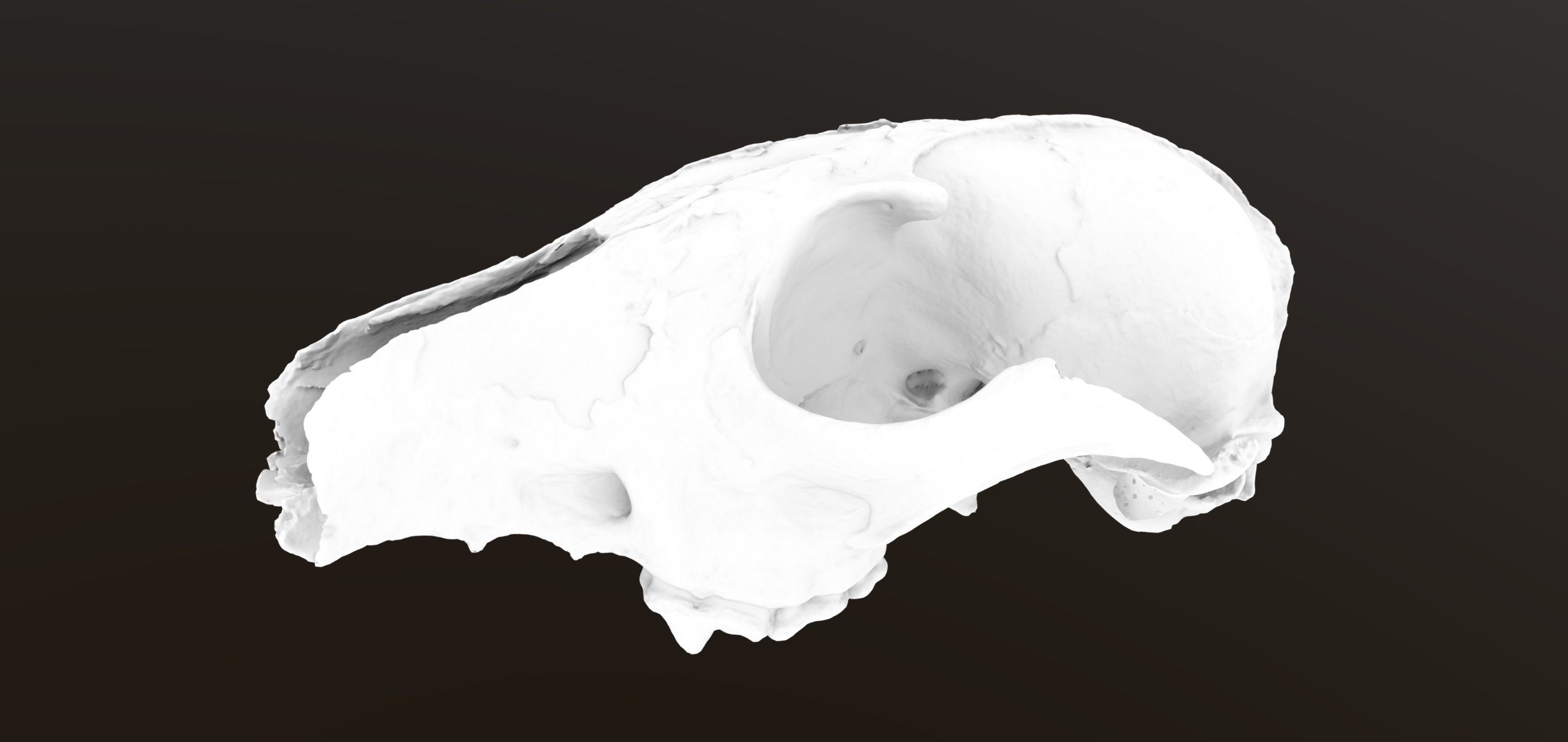 Fox skull Low-poly 3D model_5