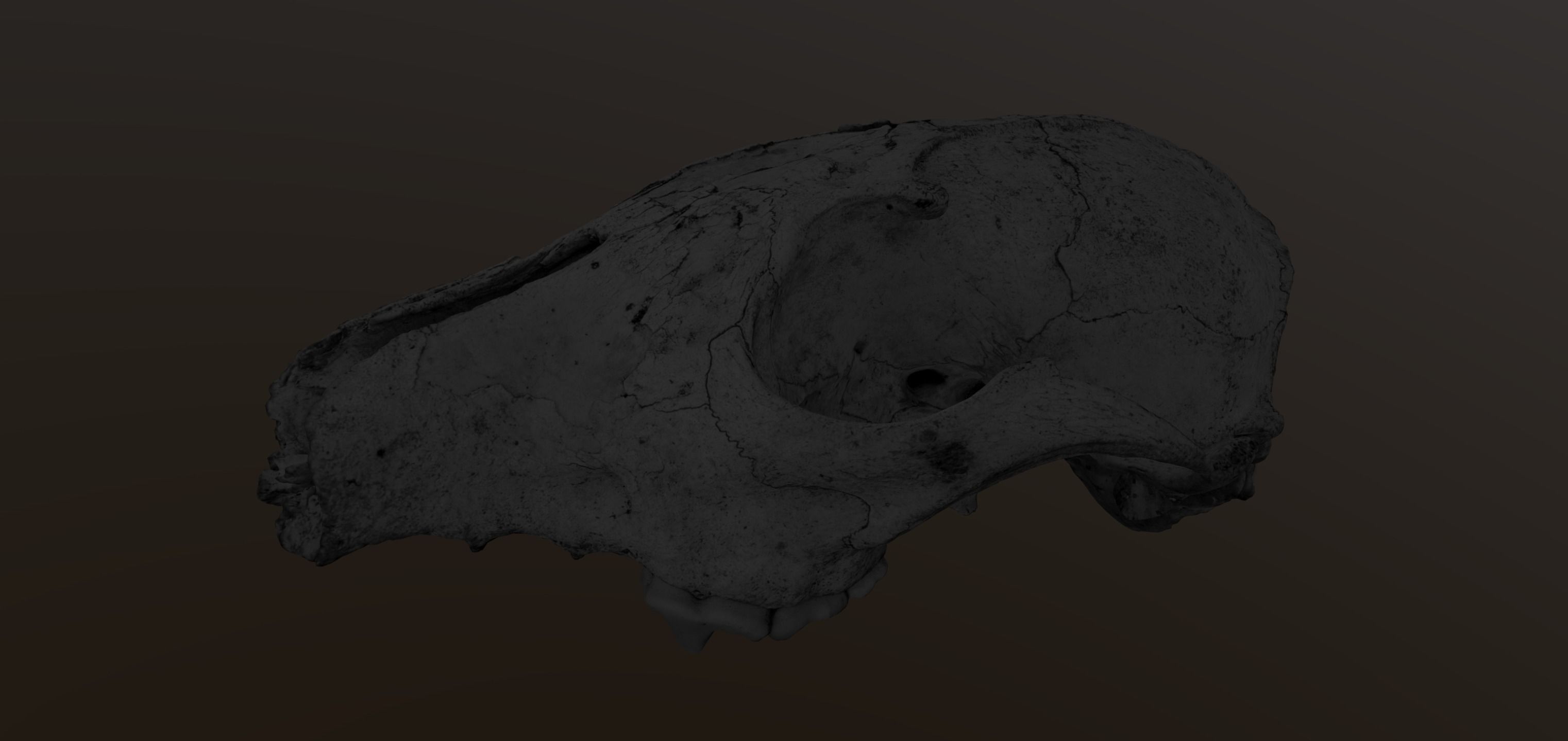 Fox skull Low-poly 3D model_9