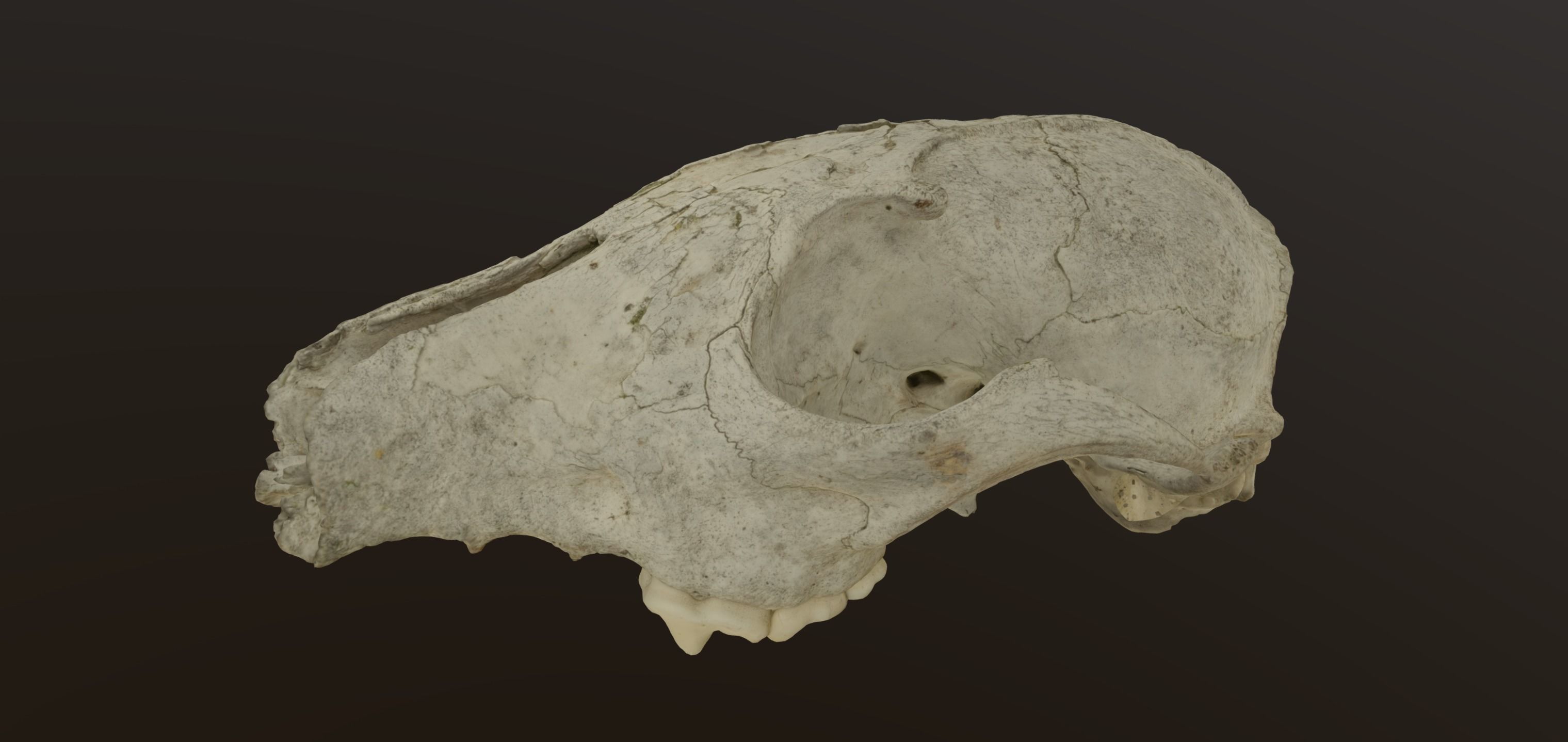 Fox skull Low-poly 3D model_3