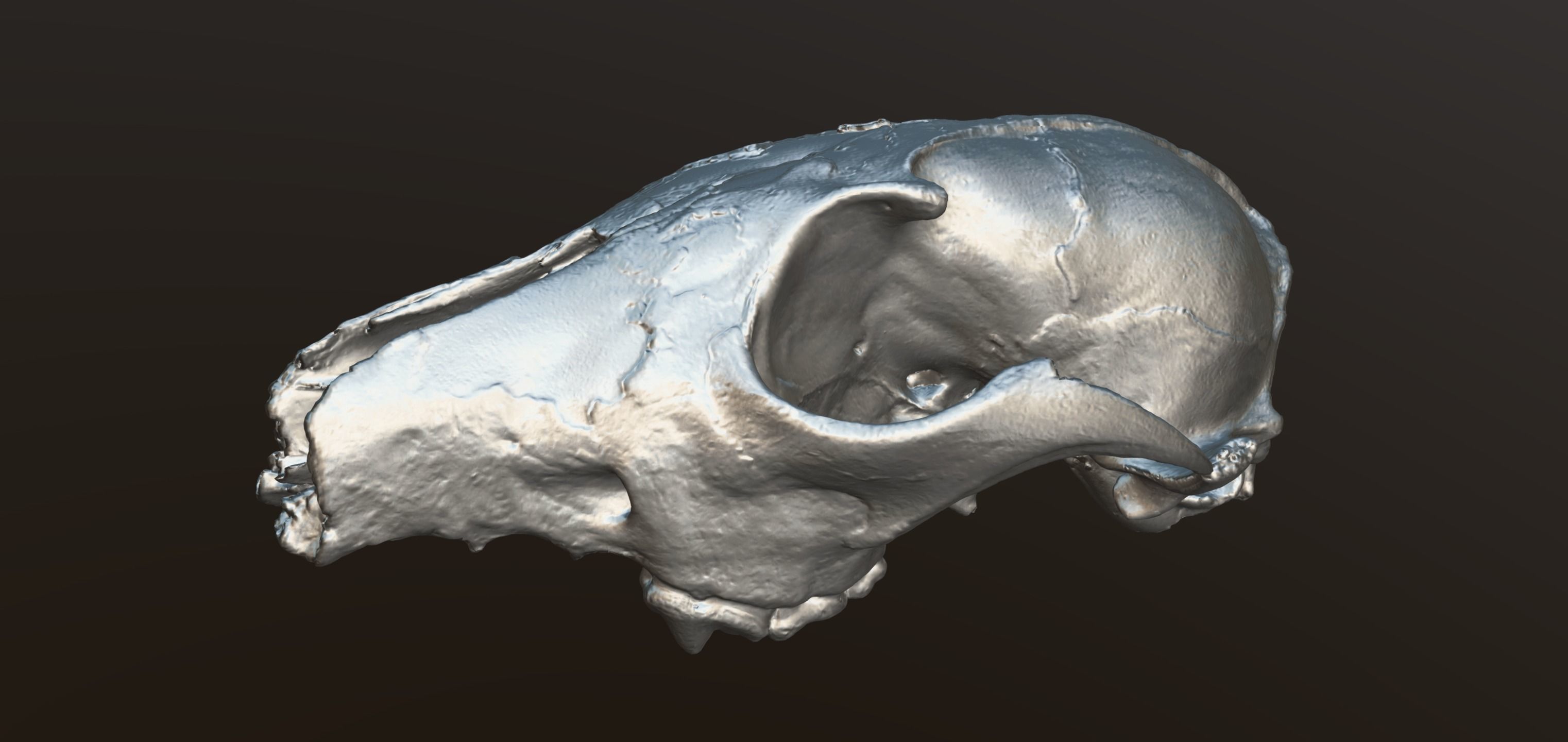 Fox skull Low-poly 3D model_6