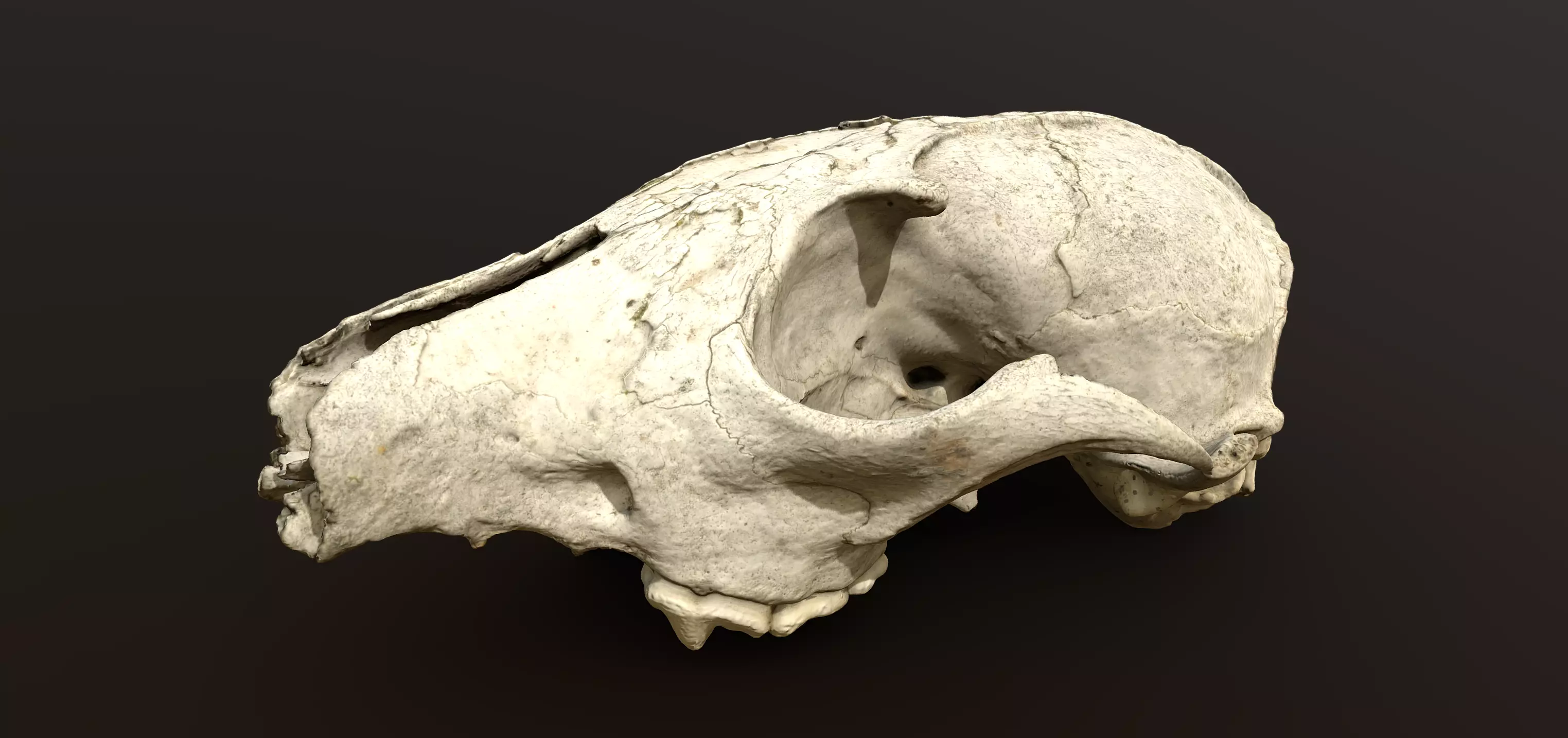 Fox skull Low-poly 3D model_0