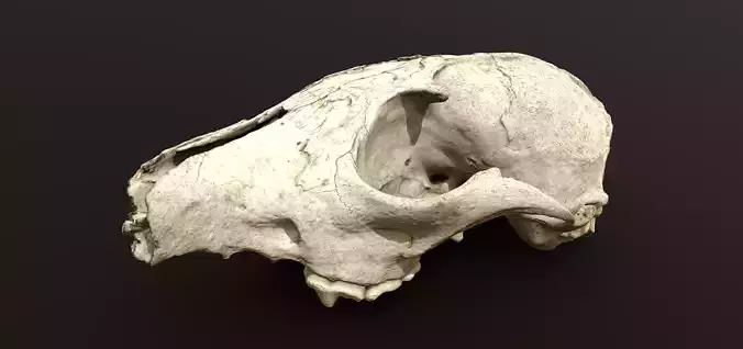 Fox skull Low-poly 3D model