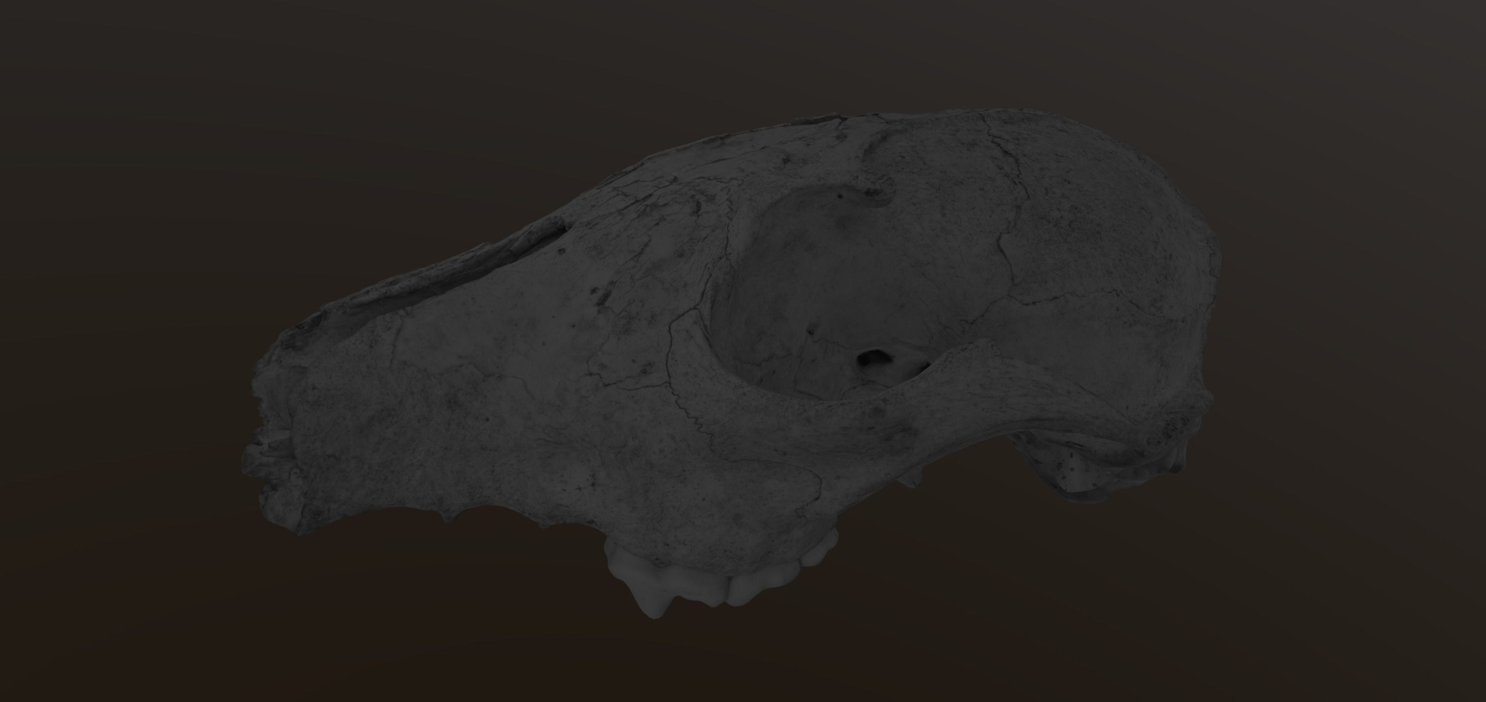 Fox skull Low-poly 3D model_10
