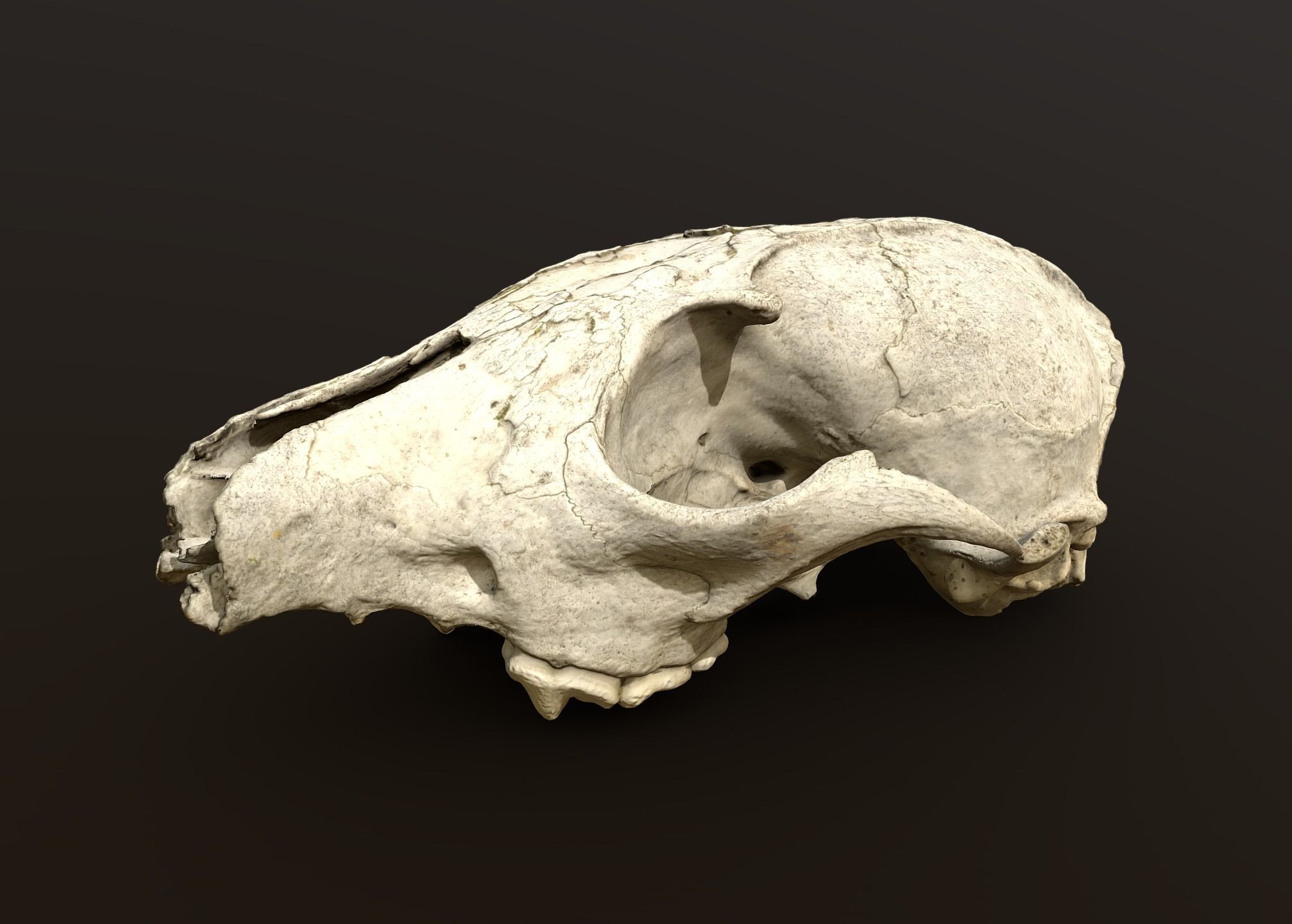 Fox skull Low-poly 3D model_20