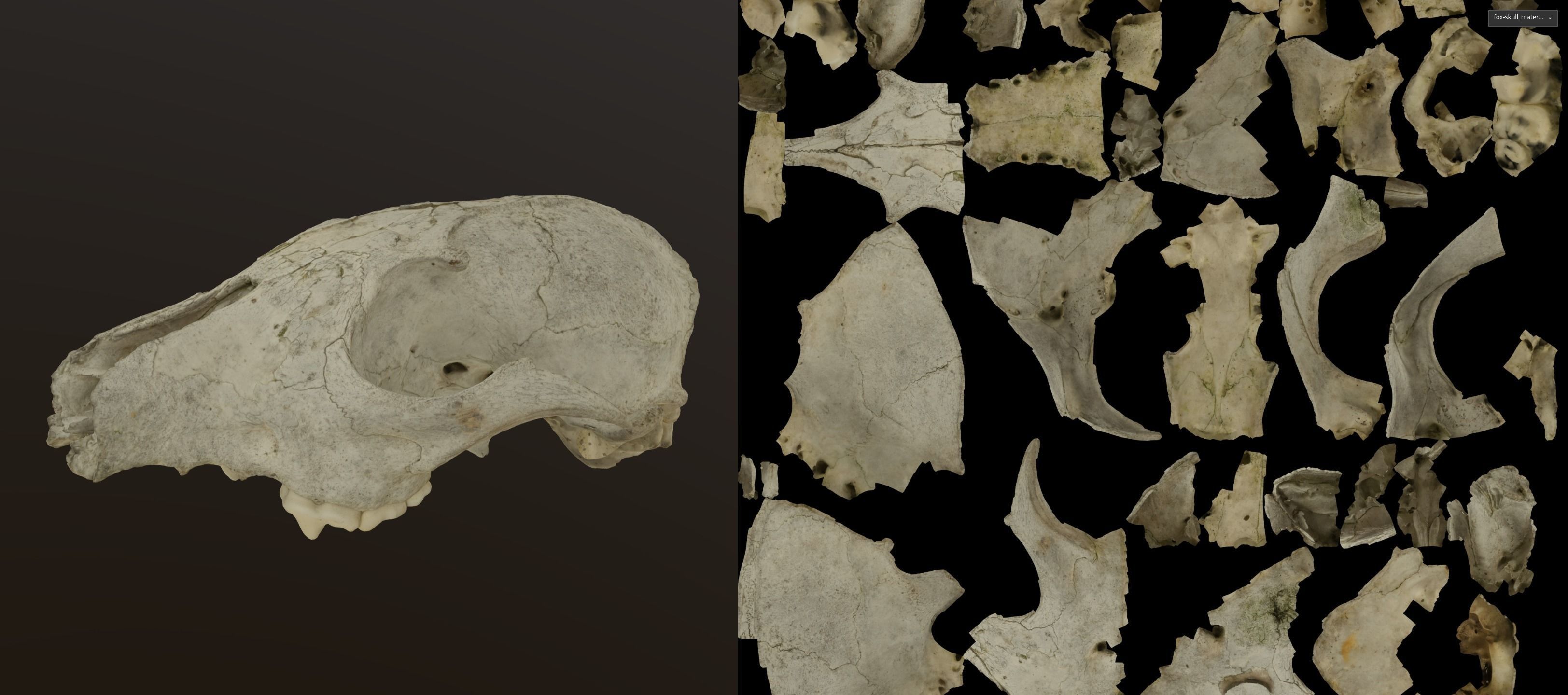 Fox skull Low-poly 3D model_12