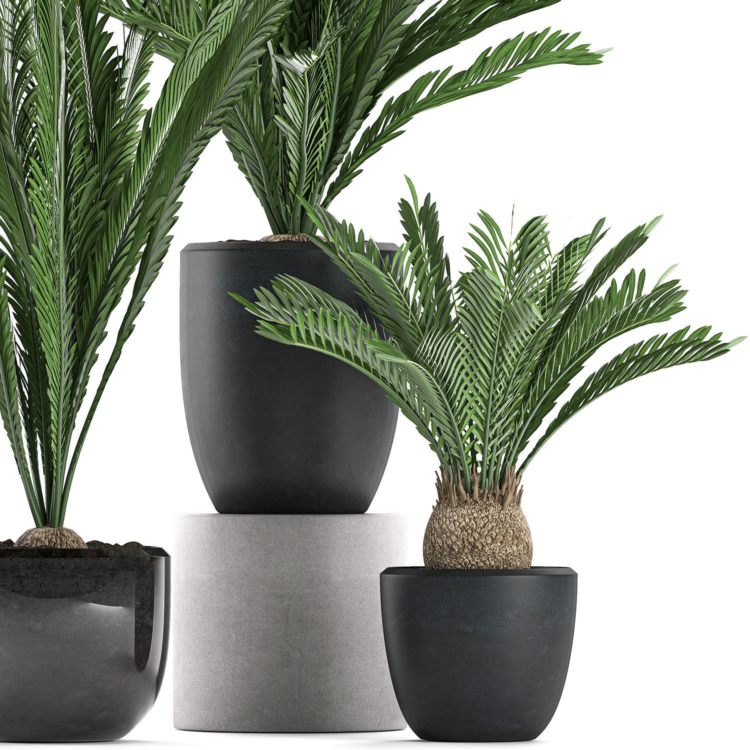 Decorative Cycas palm in a black flowerpot 623 3D model_1