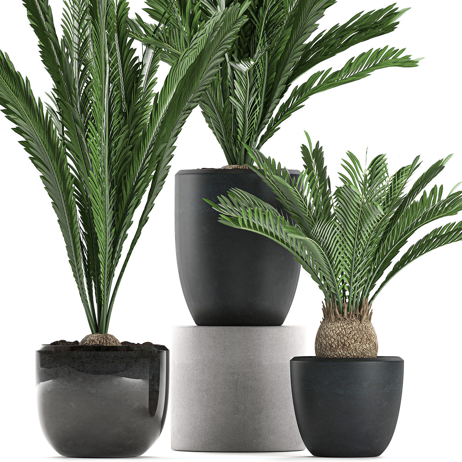 Decorative Cycas palm in a black flowerpot 623 3D model_2