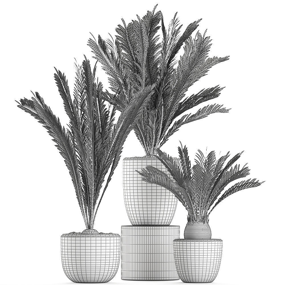 Decorative Cycas palm in a black flowerpot 623 3D model_6
