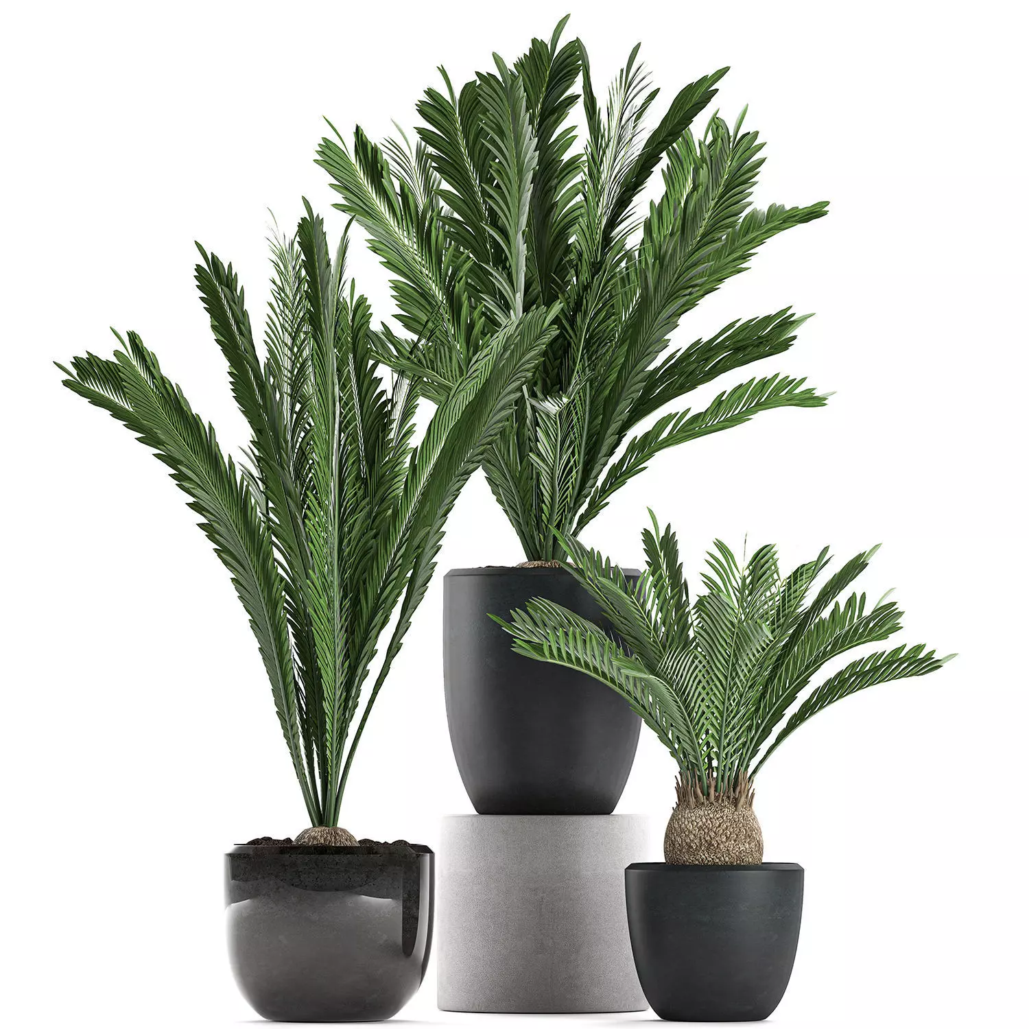 Decorative Cycas palm in a black flowerpot 623 3D model_0