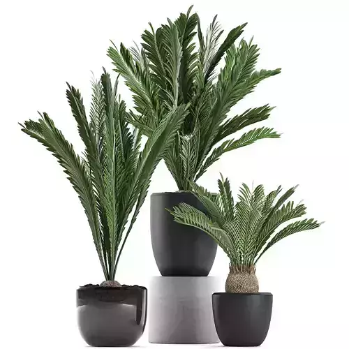 Decorative Cycas palm in a black flowerpot 623 3D model