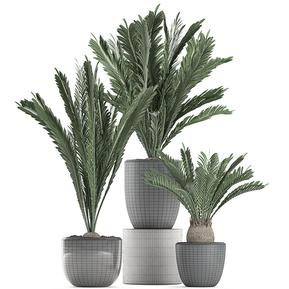 Decorative Cycas palm in a black flowerpot 623 3D model_5