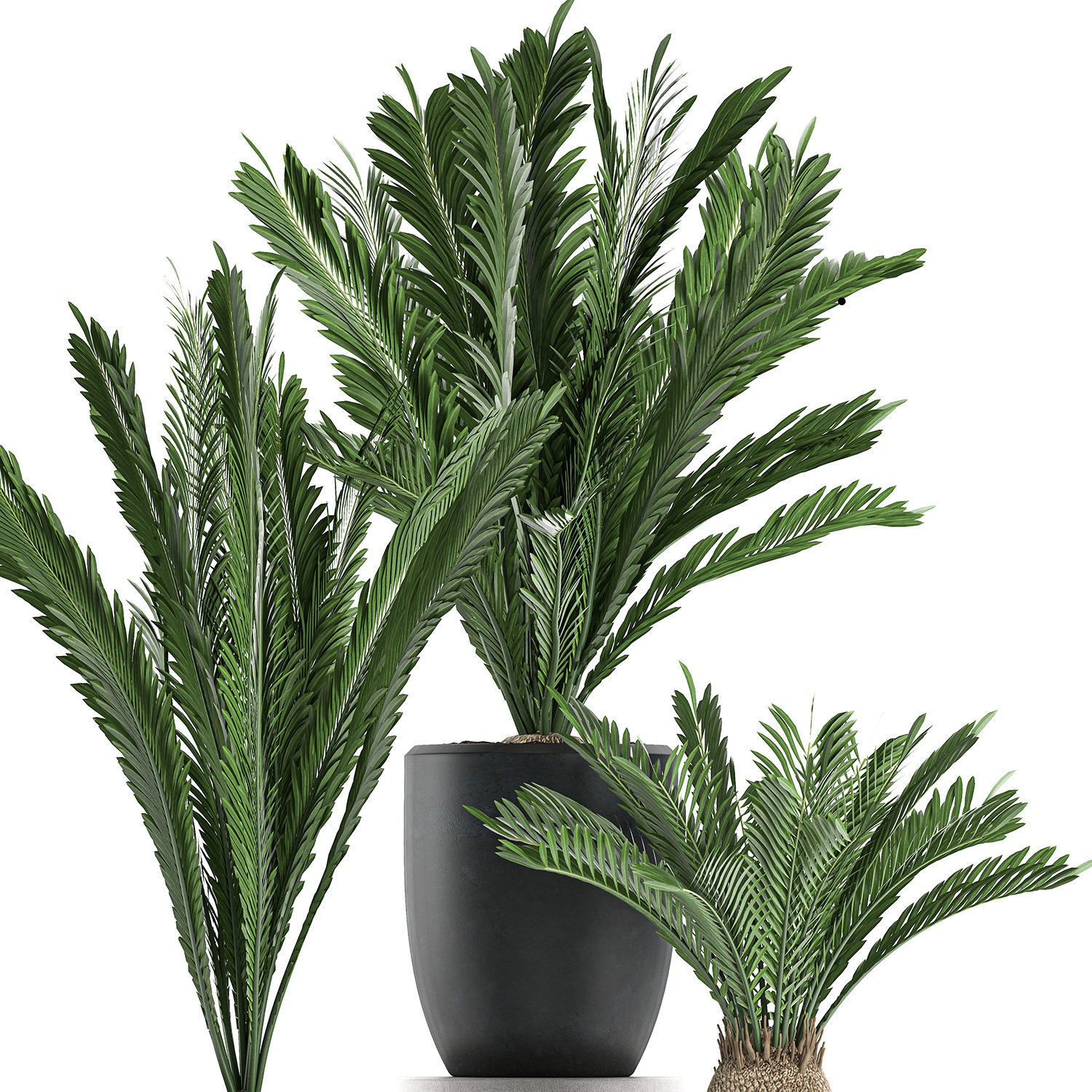 Decorative Cycas palm in a black flowerpot 623 3D model_3