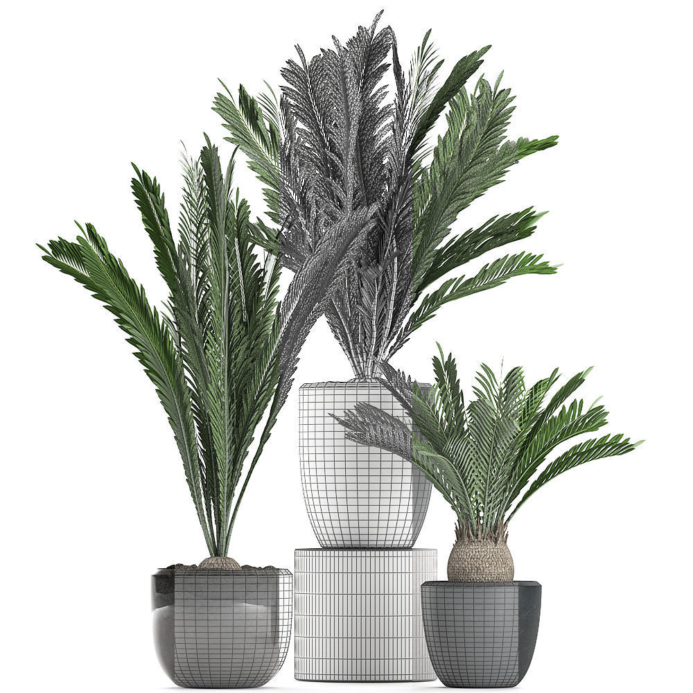 Decorative Cycas palm in a black flowerpot 623 3D model_4
