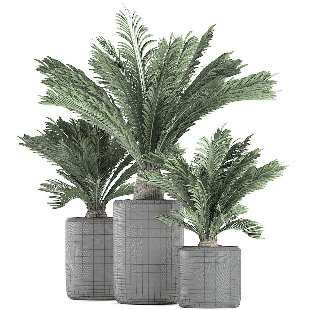 Decorative Cycas palm in a black flowerpot 624 3D model_8